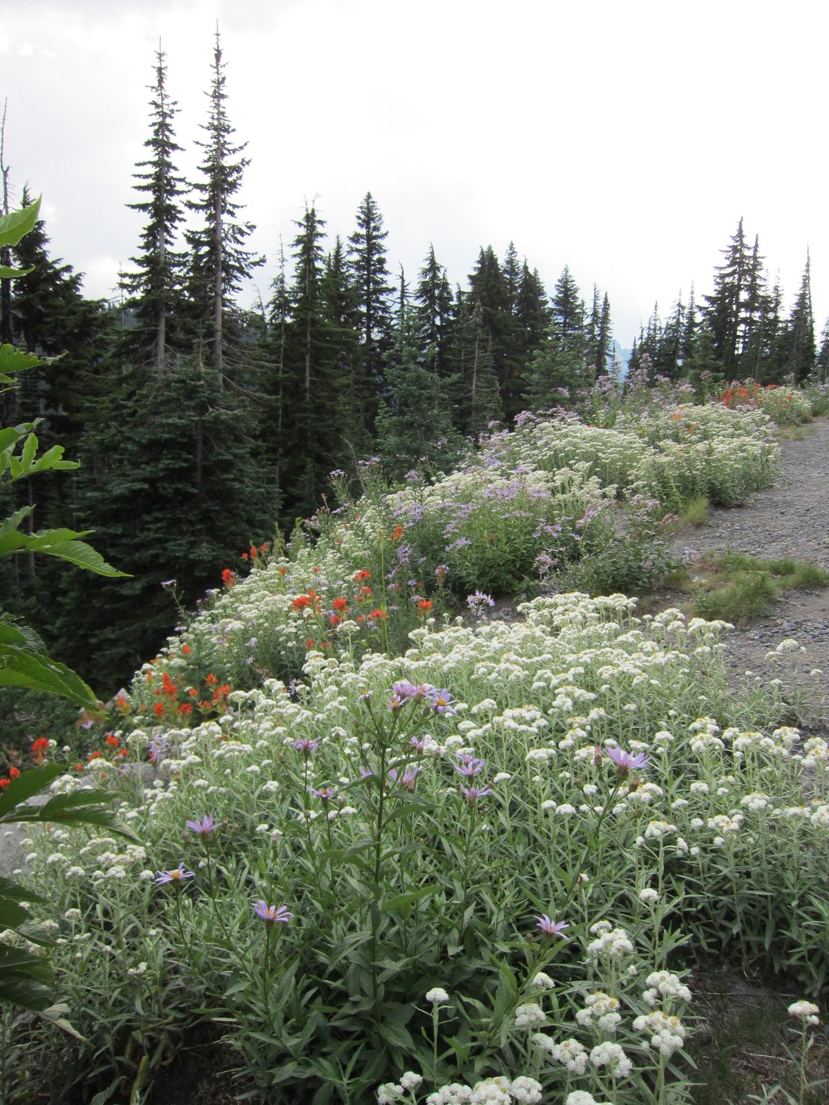 Wildflowers on the side of the road.