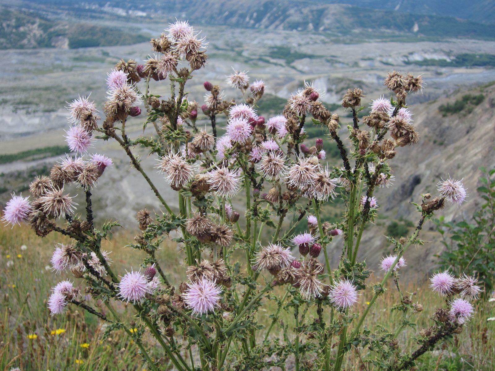 Crazy-looking wildflower. Anyone know what this is?