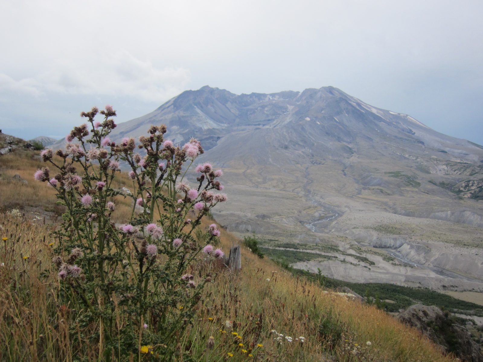 Wildflower + mountain.