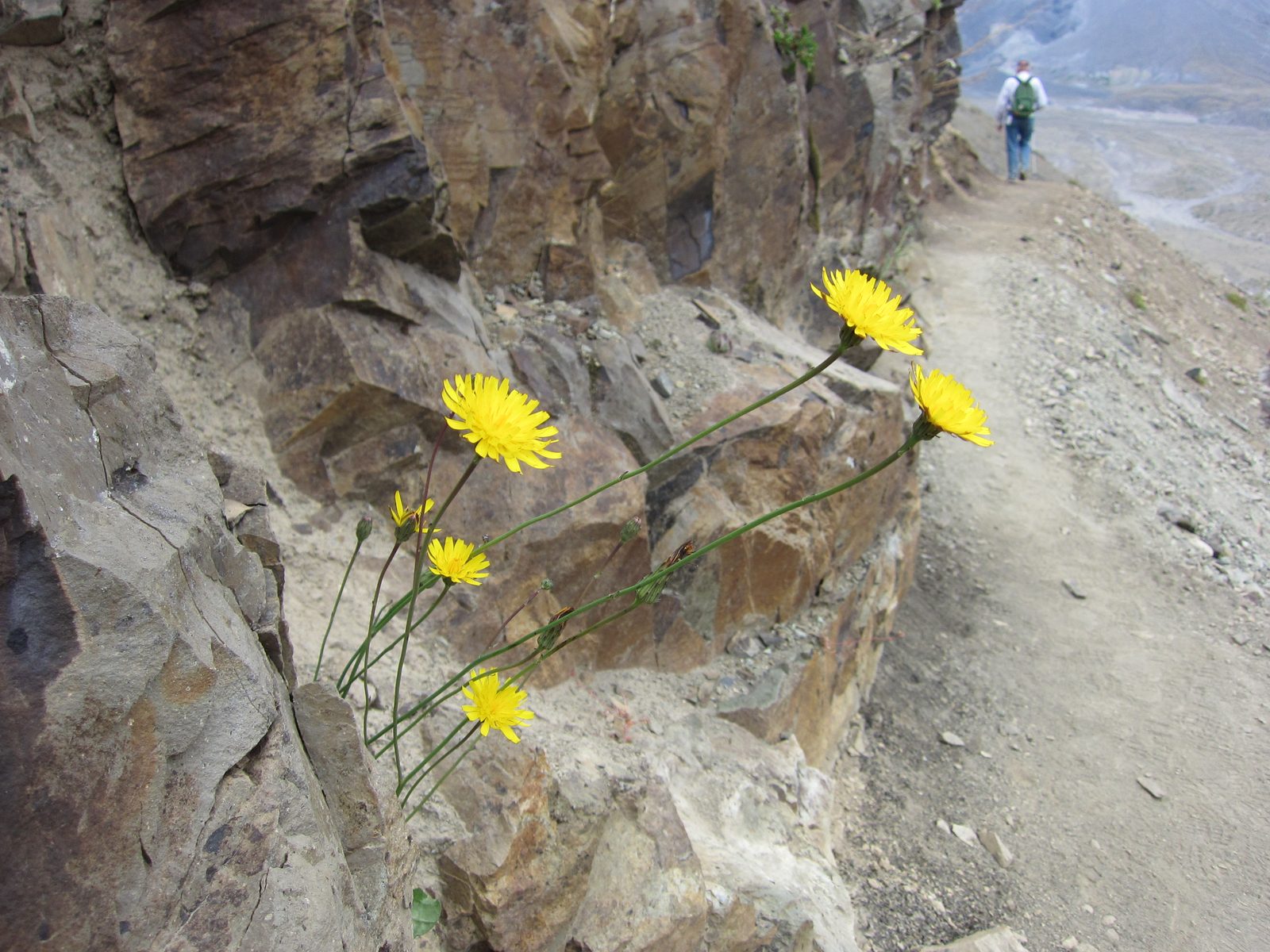 Wildflowers plus dad hiking.