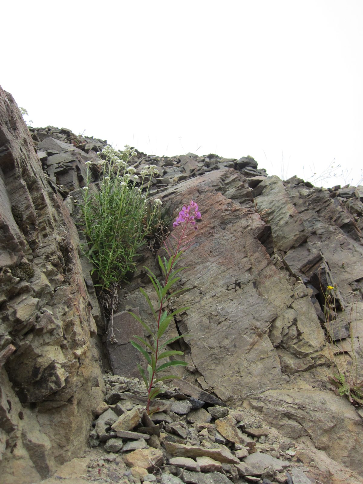 More flowers growing out of rocks.  Having been at Mt Rainier two days prior, it really struck...