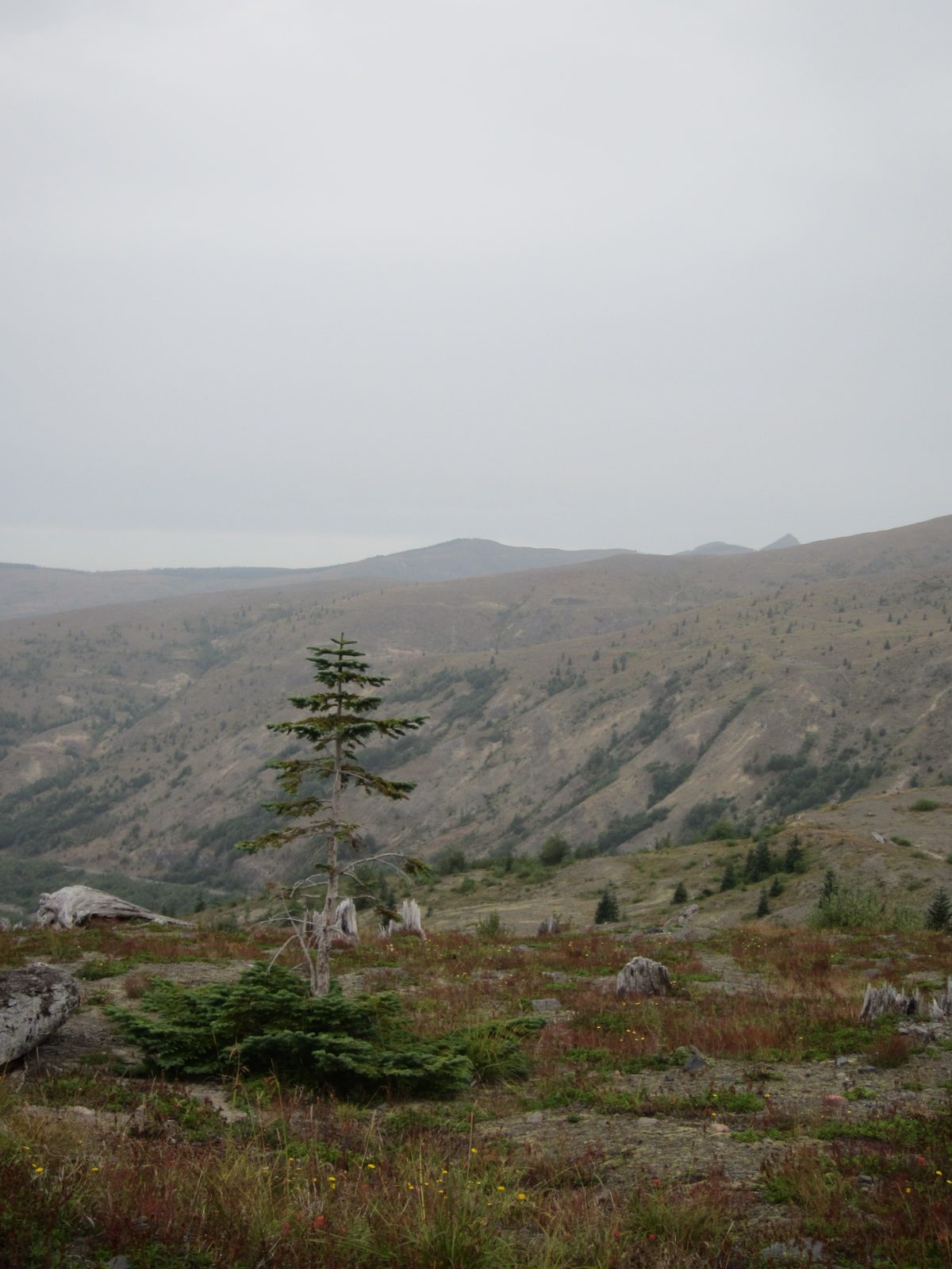 One noble fir growing out of the dirt.  As I understand, the problem is that there is still a...