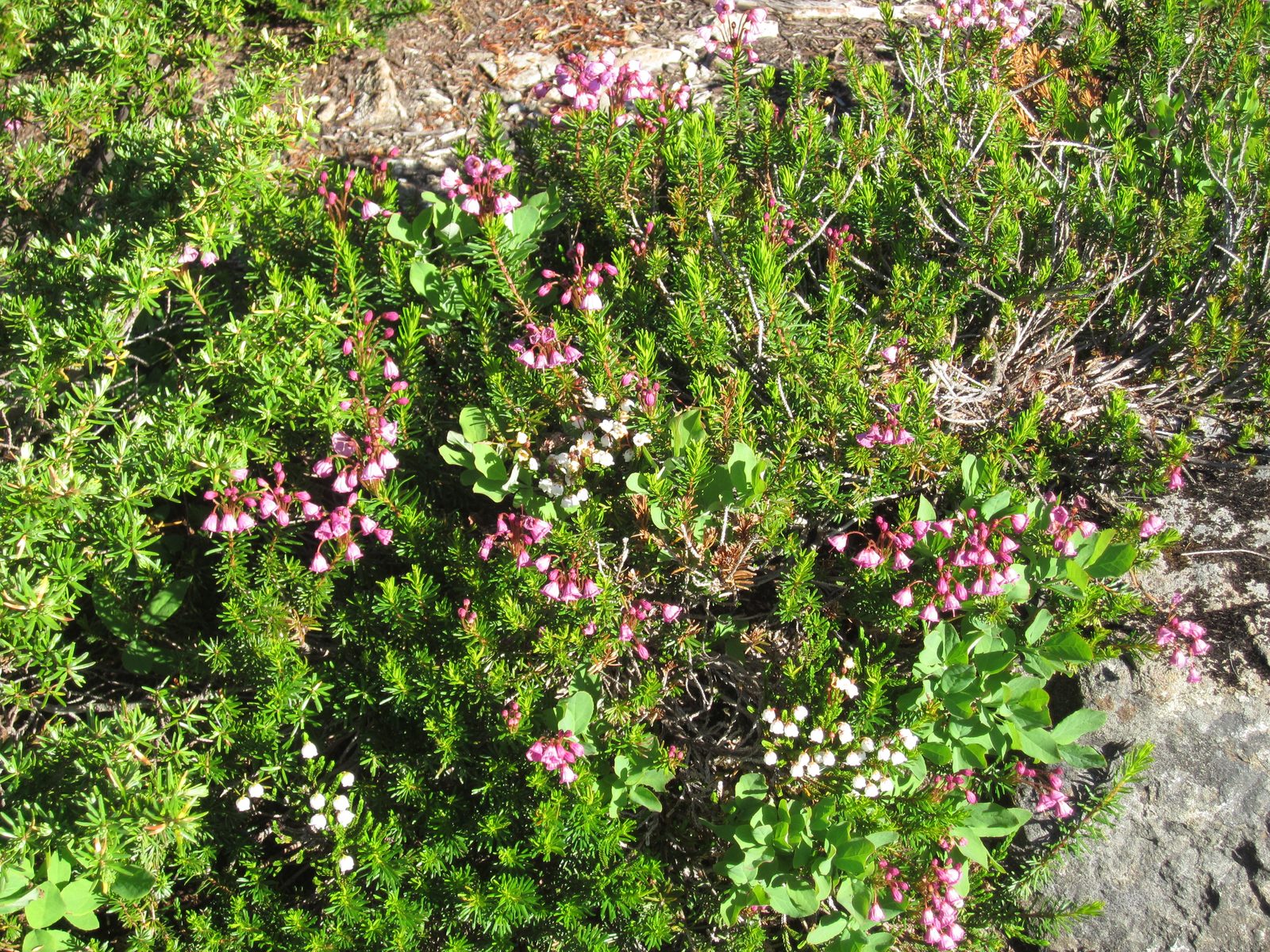 Wildflowers were really starting to come out; the fields were full of these bell-shaped beauties...