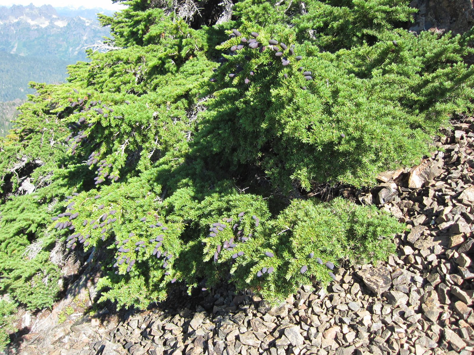Anyone know what this bush is? The pinecones were purple, almost fuzzy, and seeping a sap-like substance.
