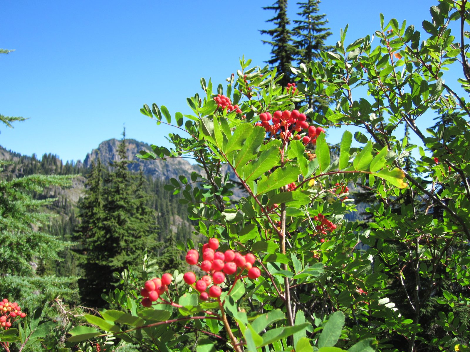 I'm intrigued to know if these berries are poisonous.  They look it.