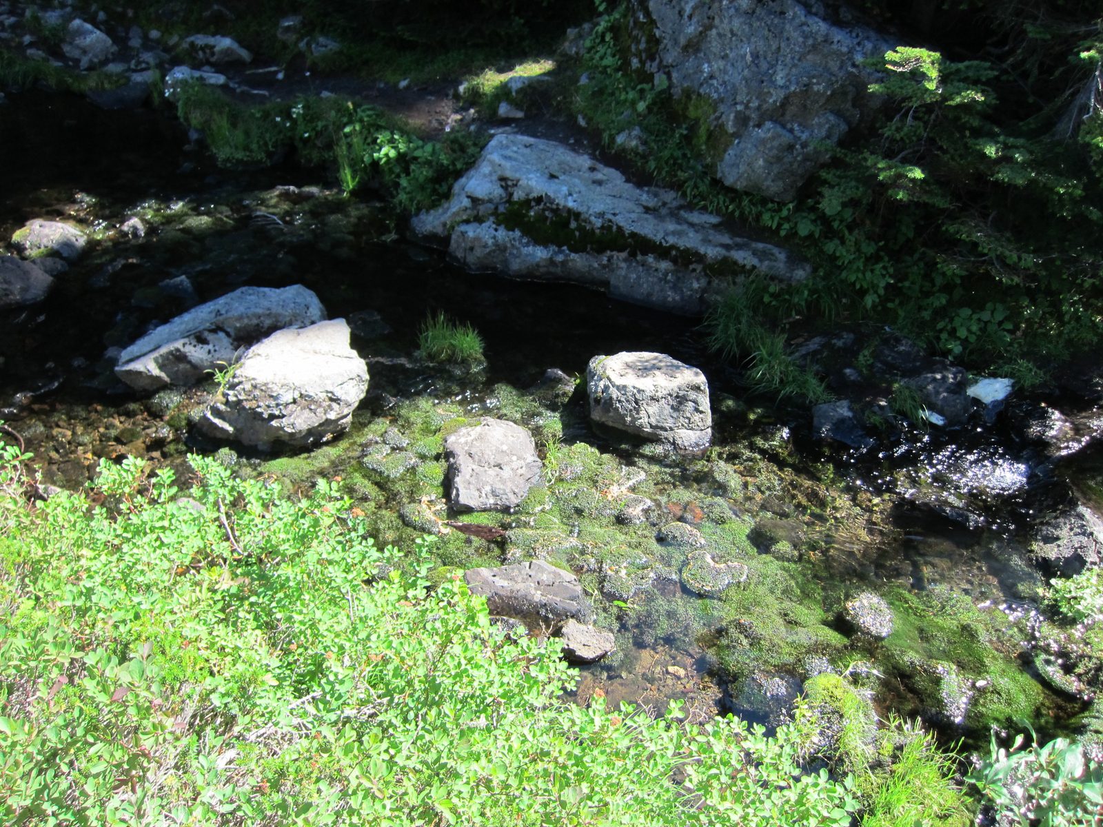 Crazy green moss in a creek between lakes.