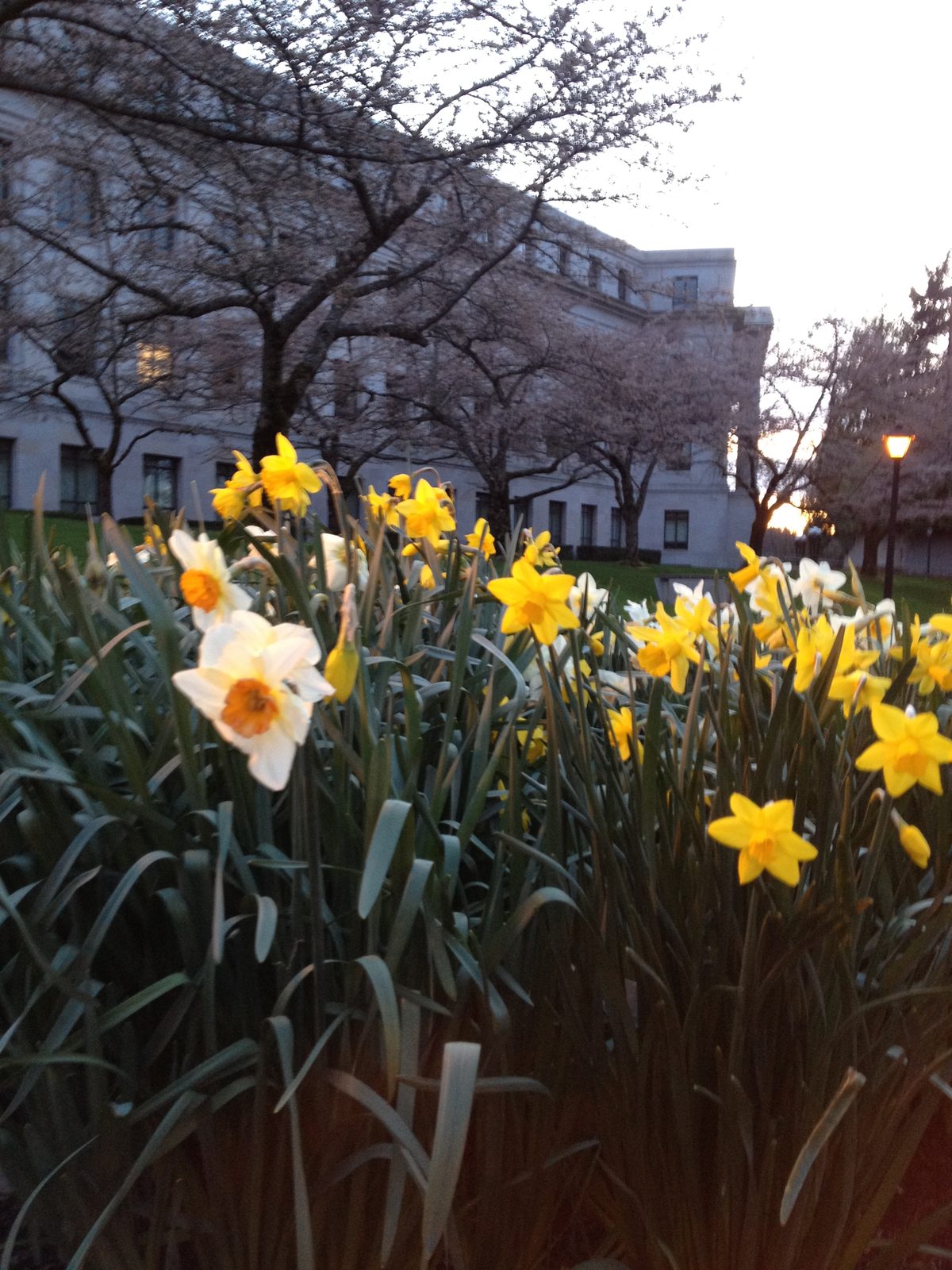 Also, the flowers have started blooming.