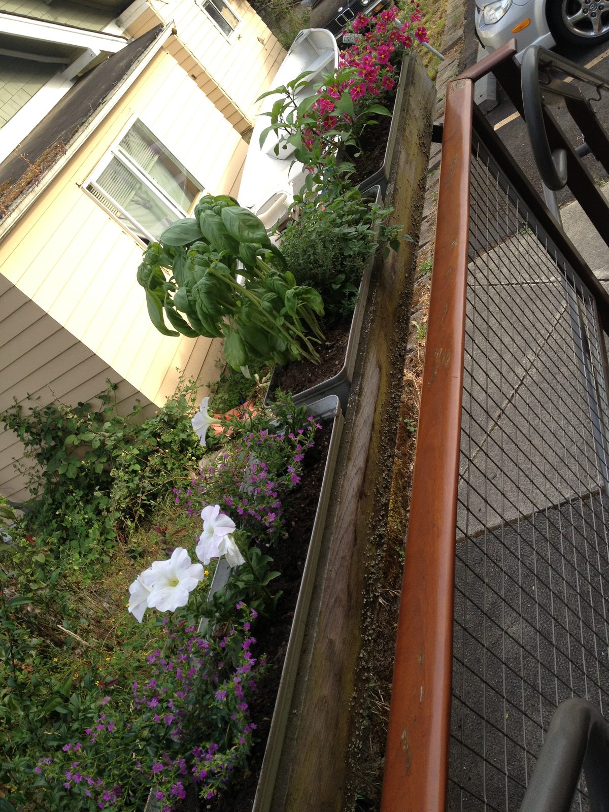 A view of the lovely flower boxes outside my apartment, planted by Mom.