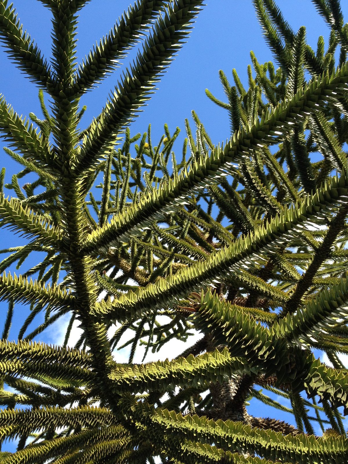 Anyone know what kind of tree this is? It's tall and pokey.