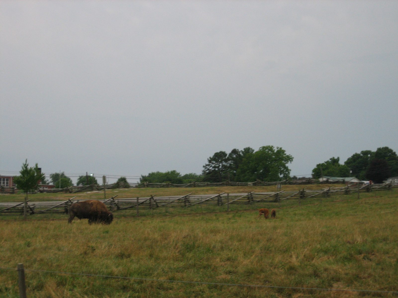 Baby bison!