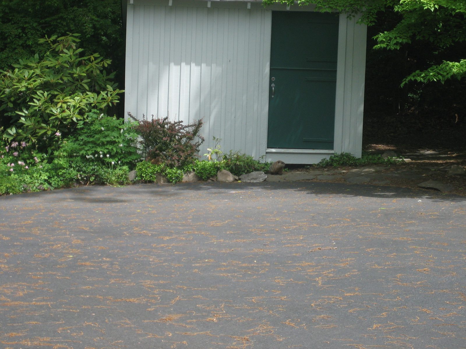 The groundhog-ish animal spotted living under the shed at 22 Brushy Hill