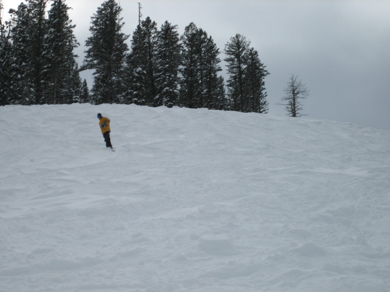 Jay cruising in the pow