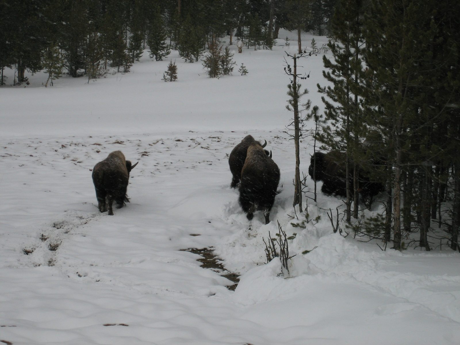 Retreating bison.  Their other end is much more attractive