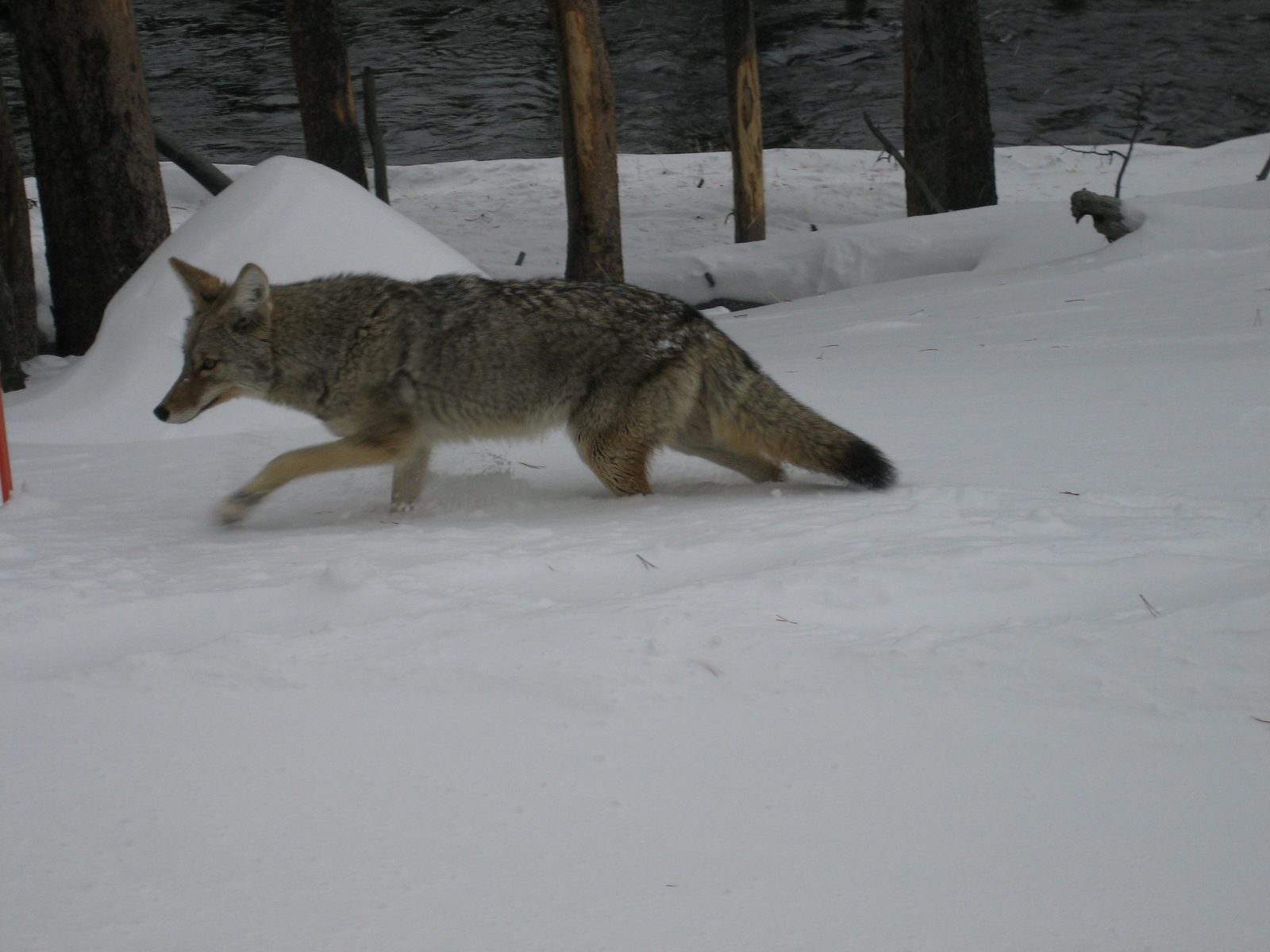 Why hello there, Mr. Coyote!