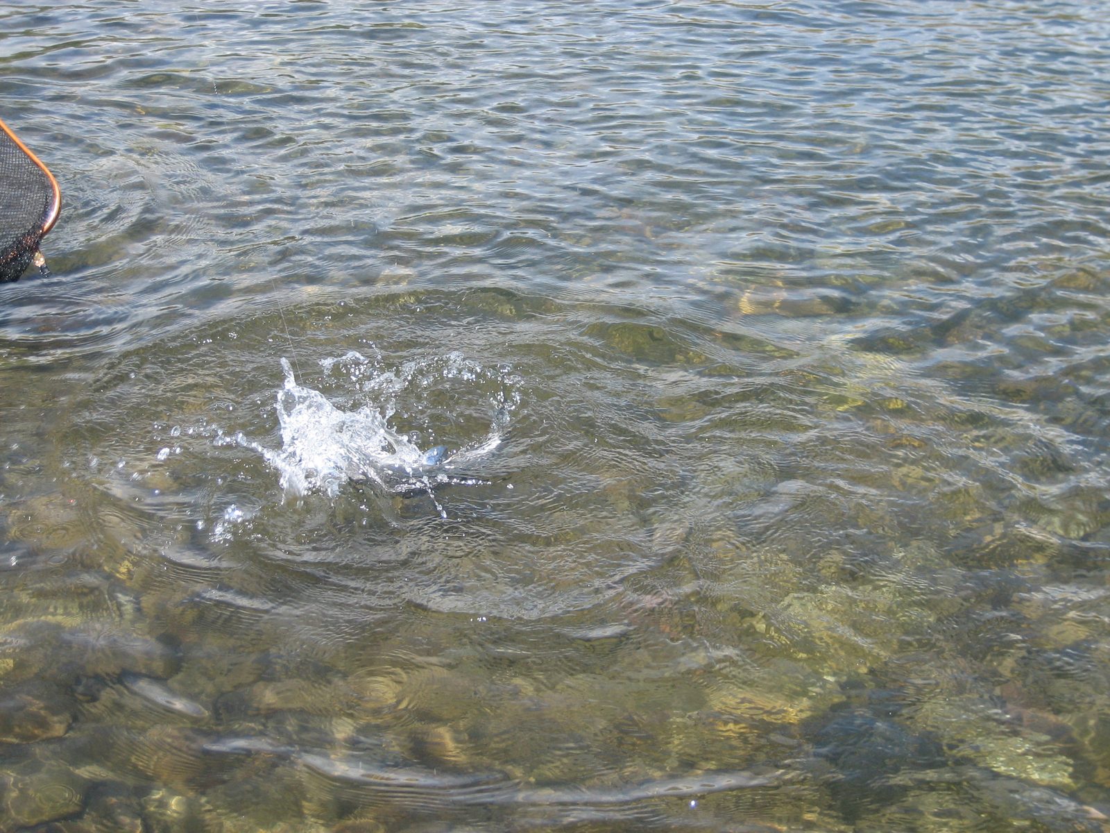 [splash]