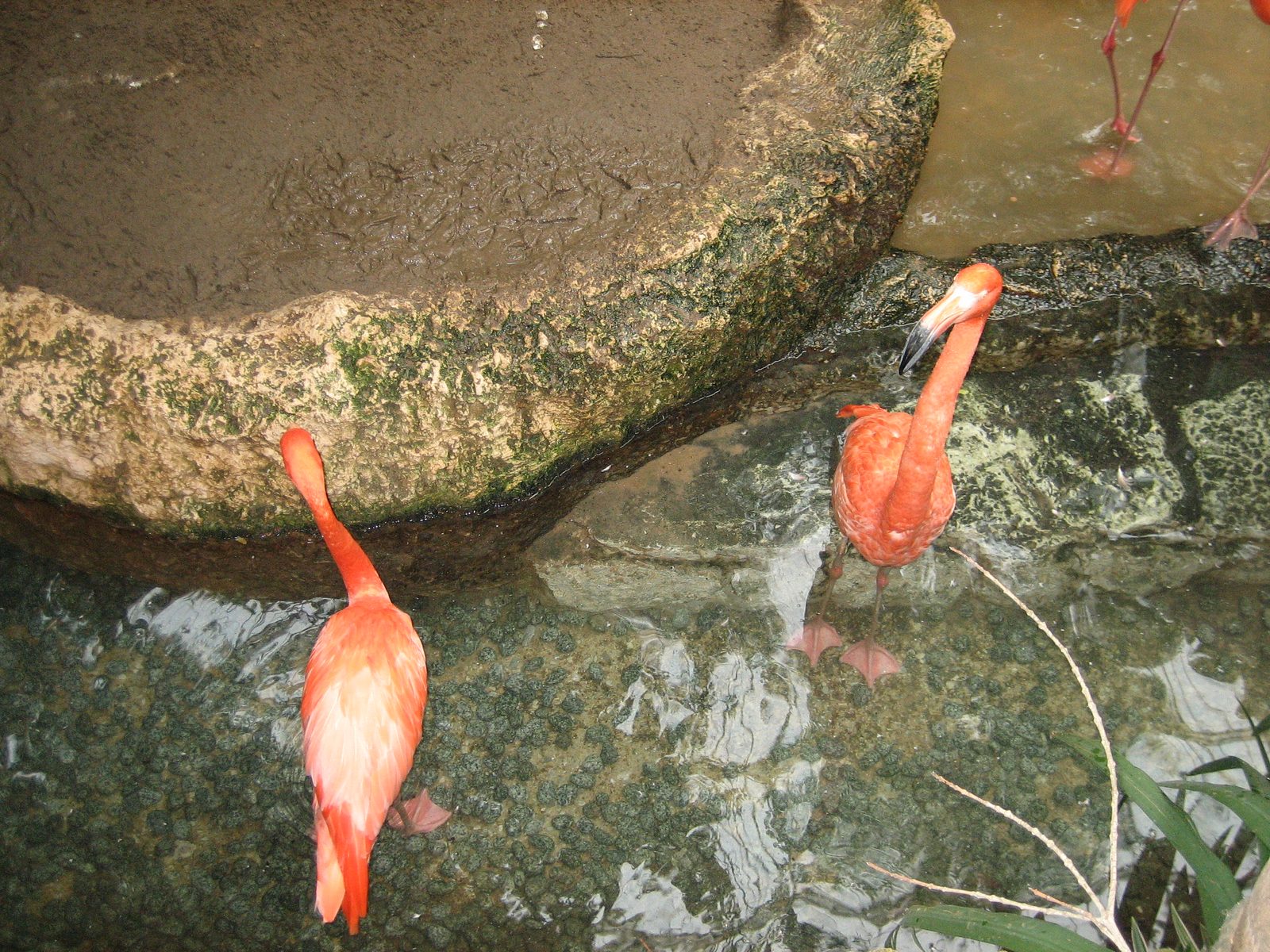 Flamingos