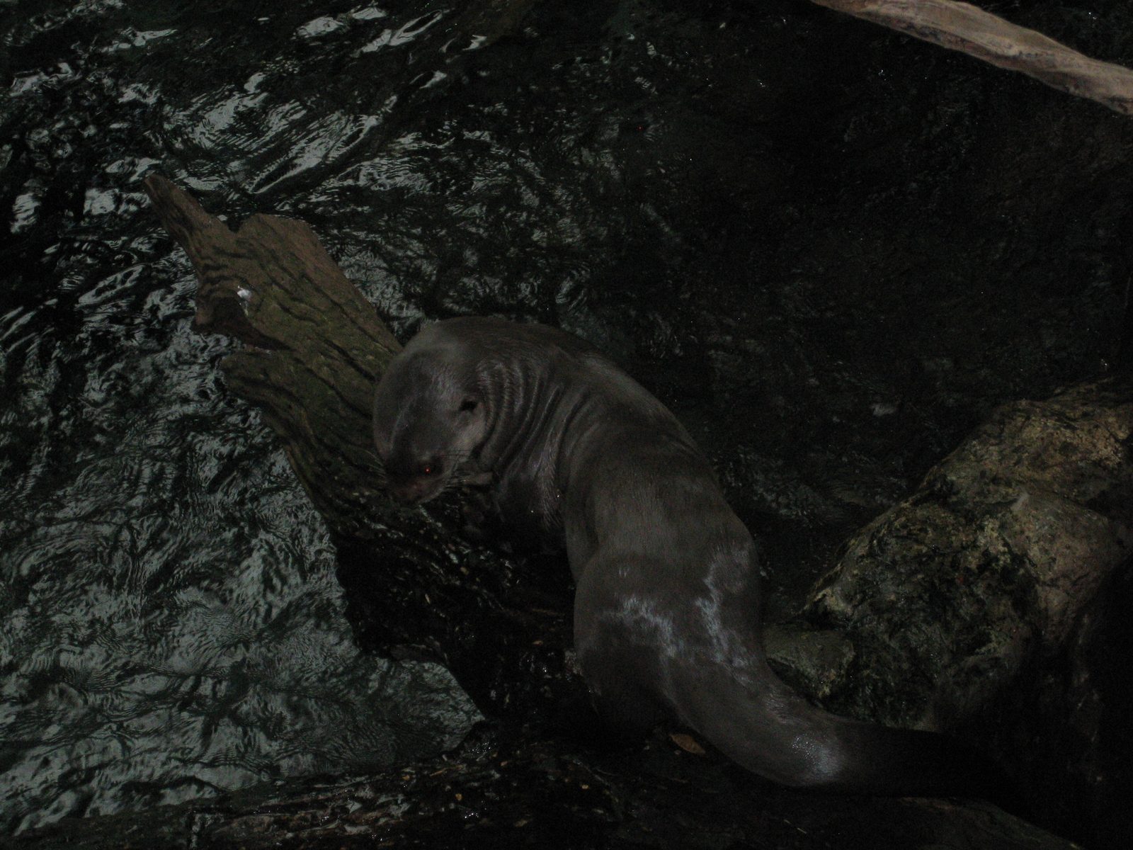 The seals were unbelievably cute, but also unbelievably hard to get a picture of because of the...