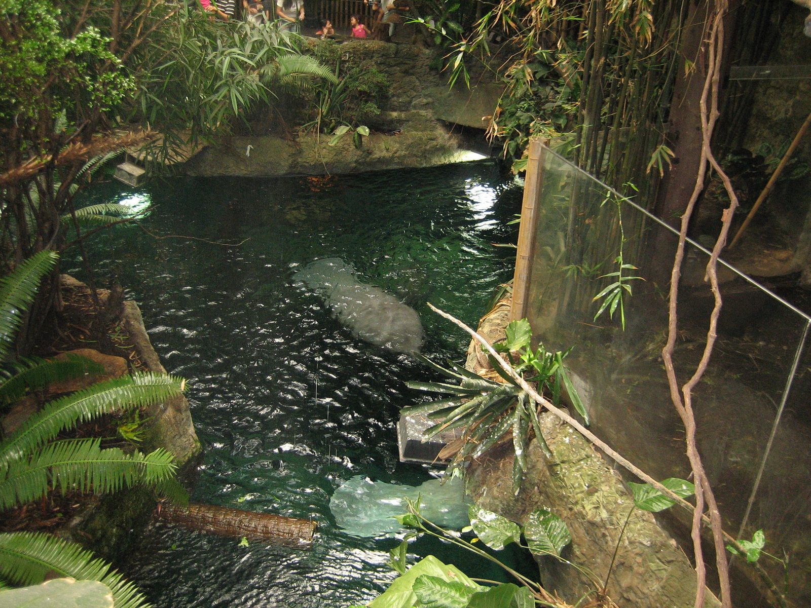 The manatees from above