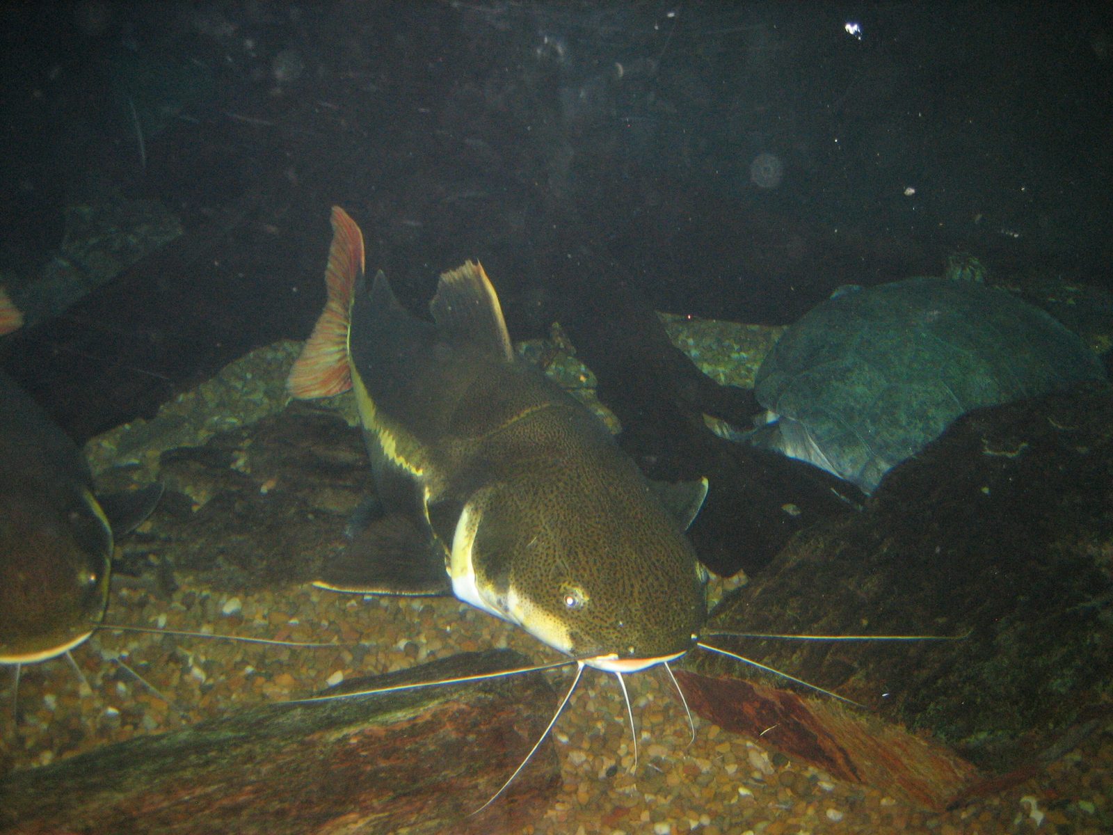 A very large catfish