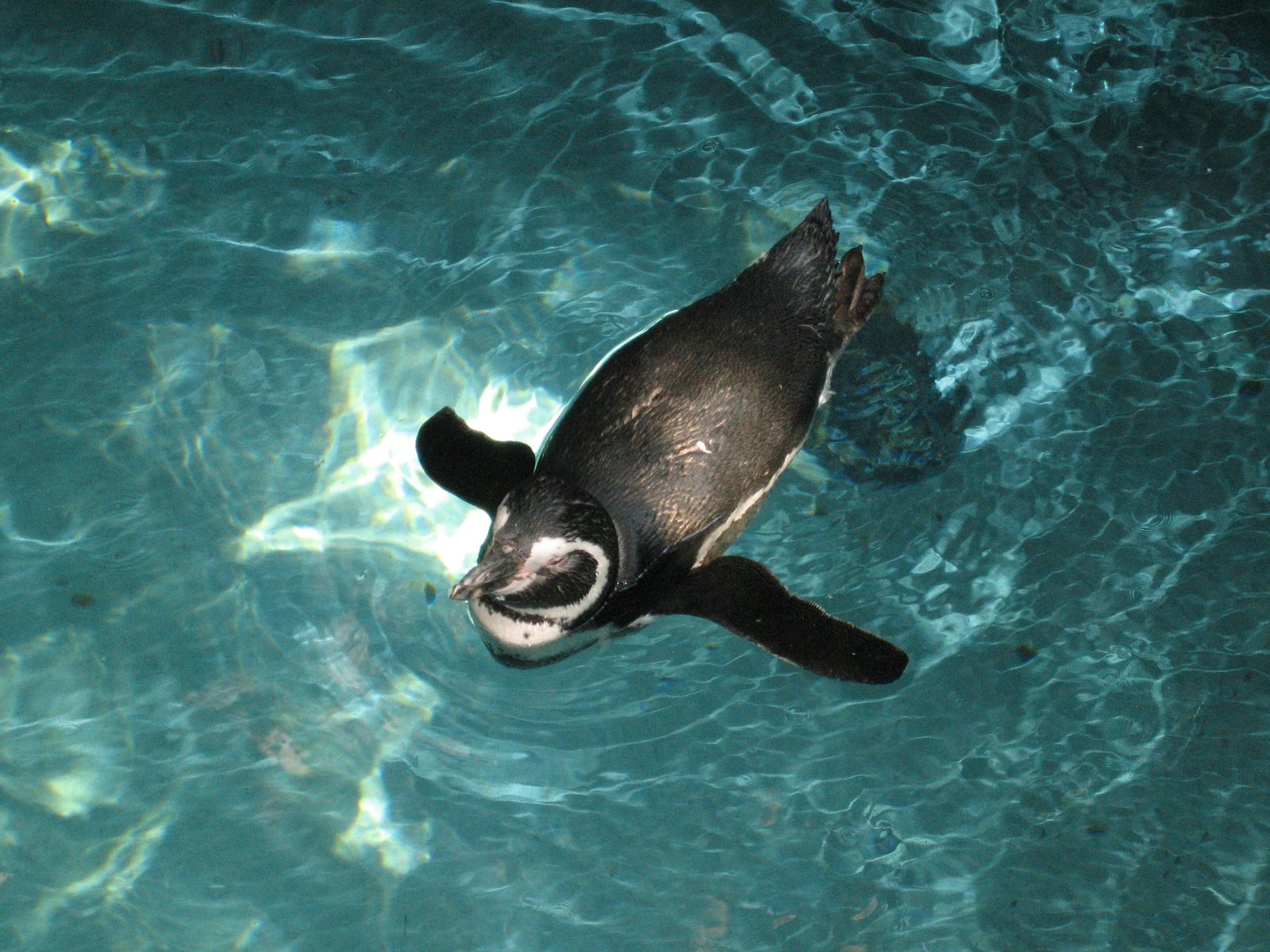 If I remember correctly, these were actually some form of warm-ish water penguins, and the water...
