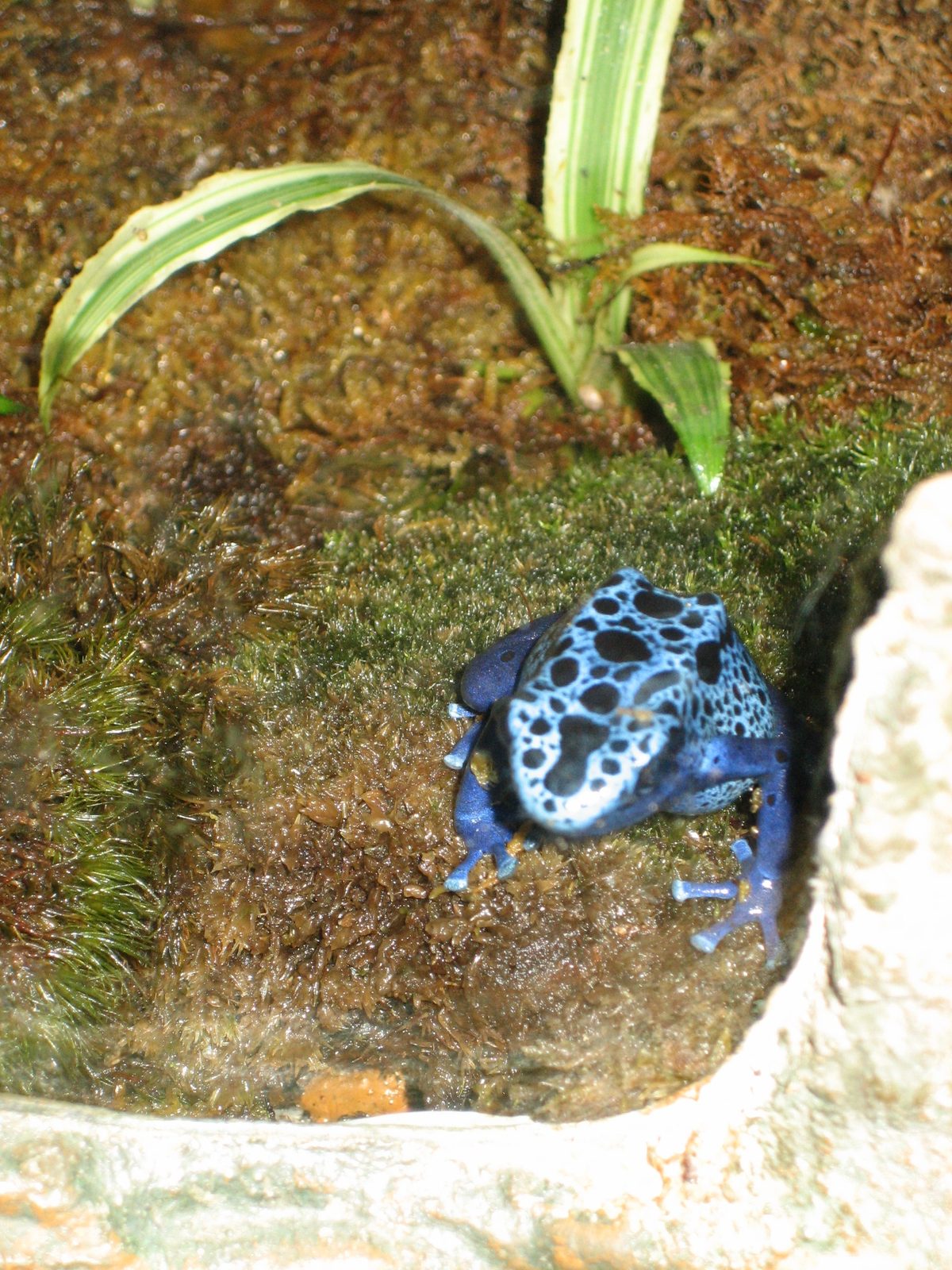 A non-poisonous (I think), brightly colored frog.  Unlike the ones John saw, this one was behind glass.