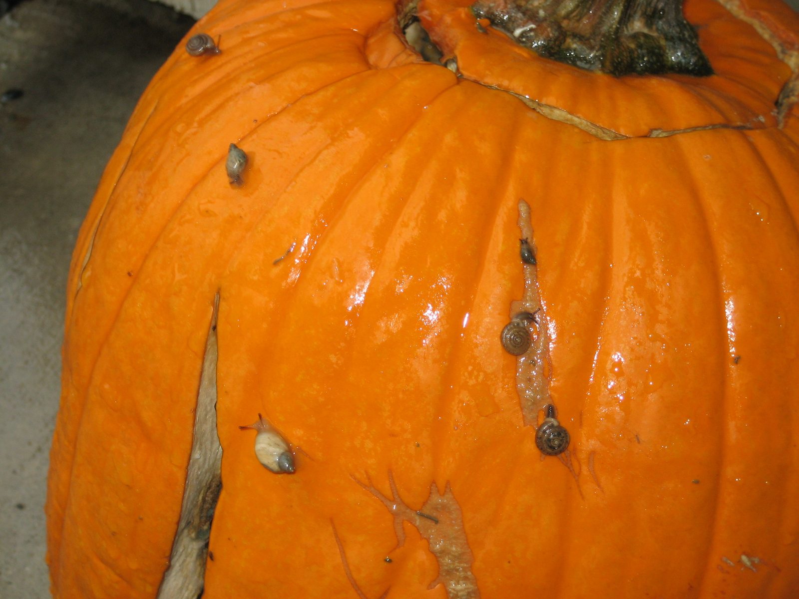 Unfortunately, Harold's life came to an end when I left him out in the rain, and snails...