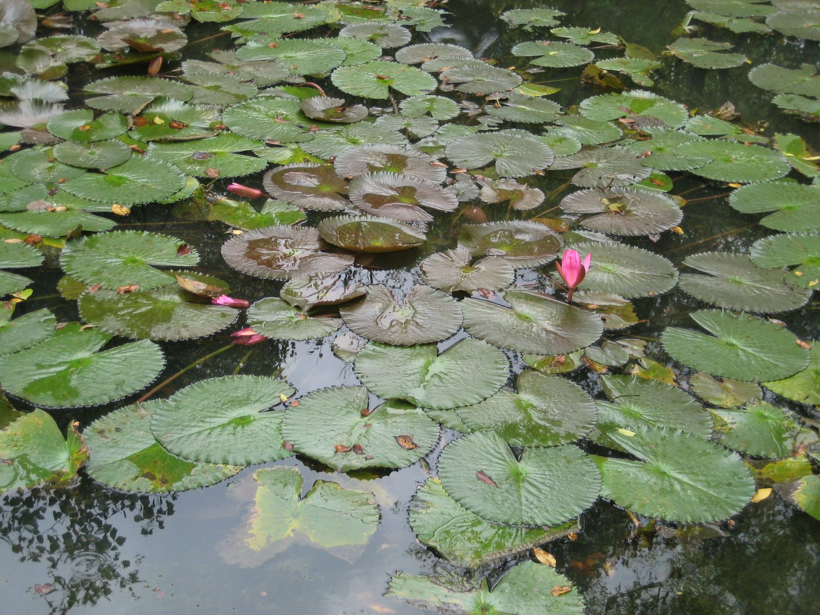 The lower pond was covered in lillypads, some of which were in bloom (gotta love 80-degree Novembers).