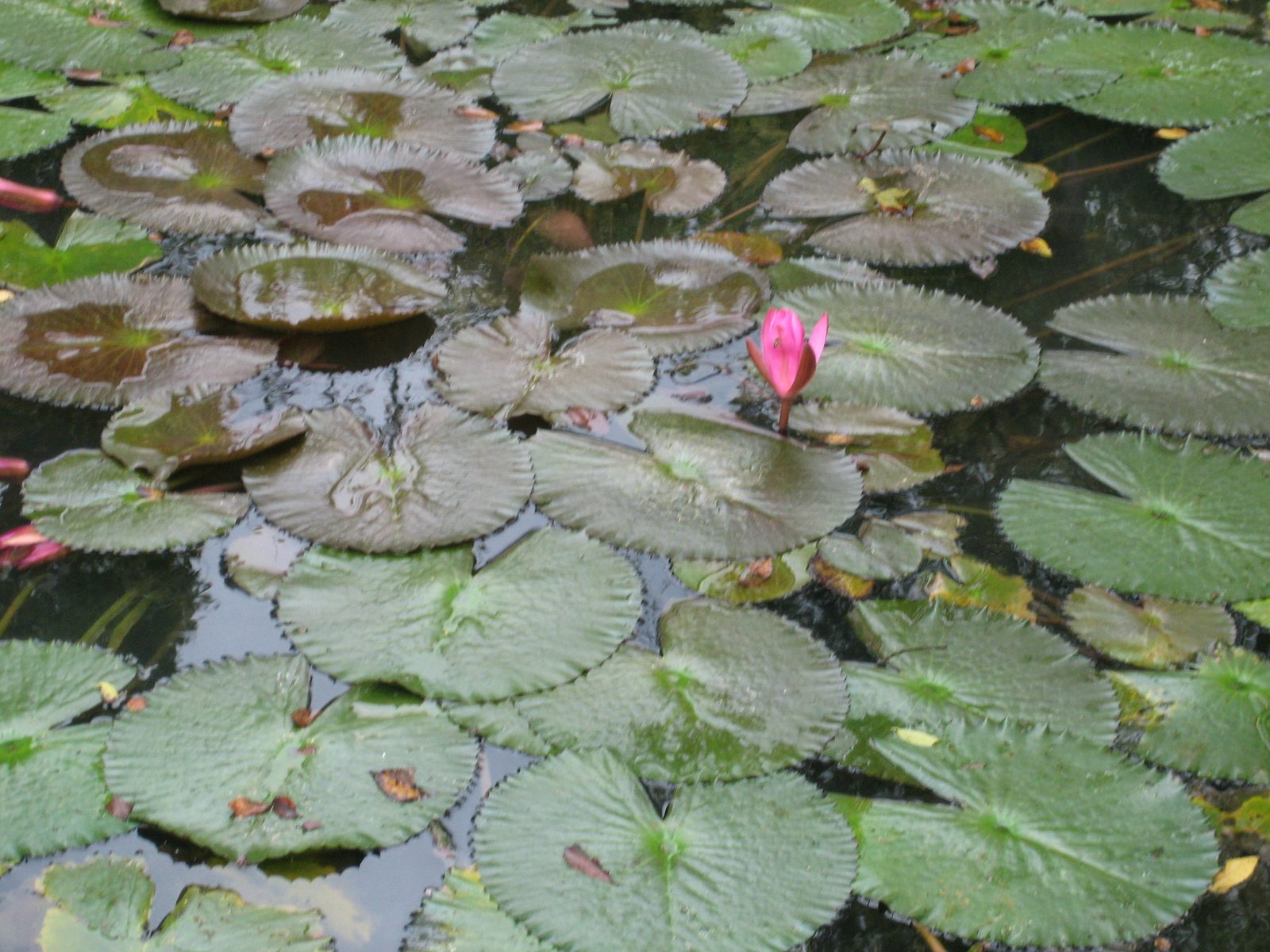 An attempt at a close-up of that flower.  Mom was scared I might fall in...
