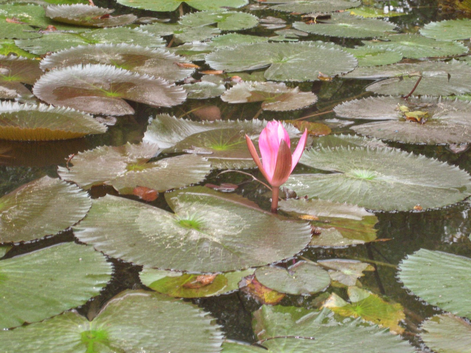 I really liked this flower.