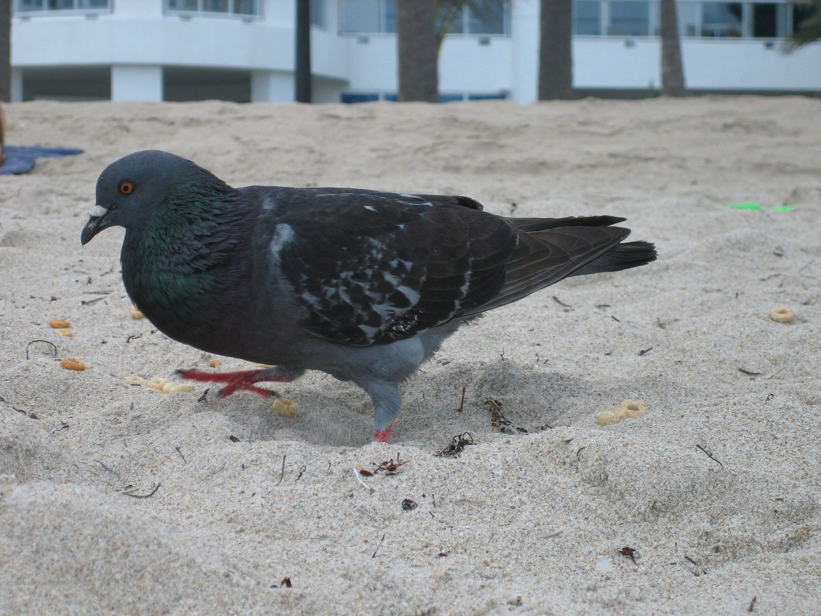 Love the local wildlife.