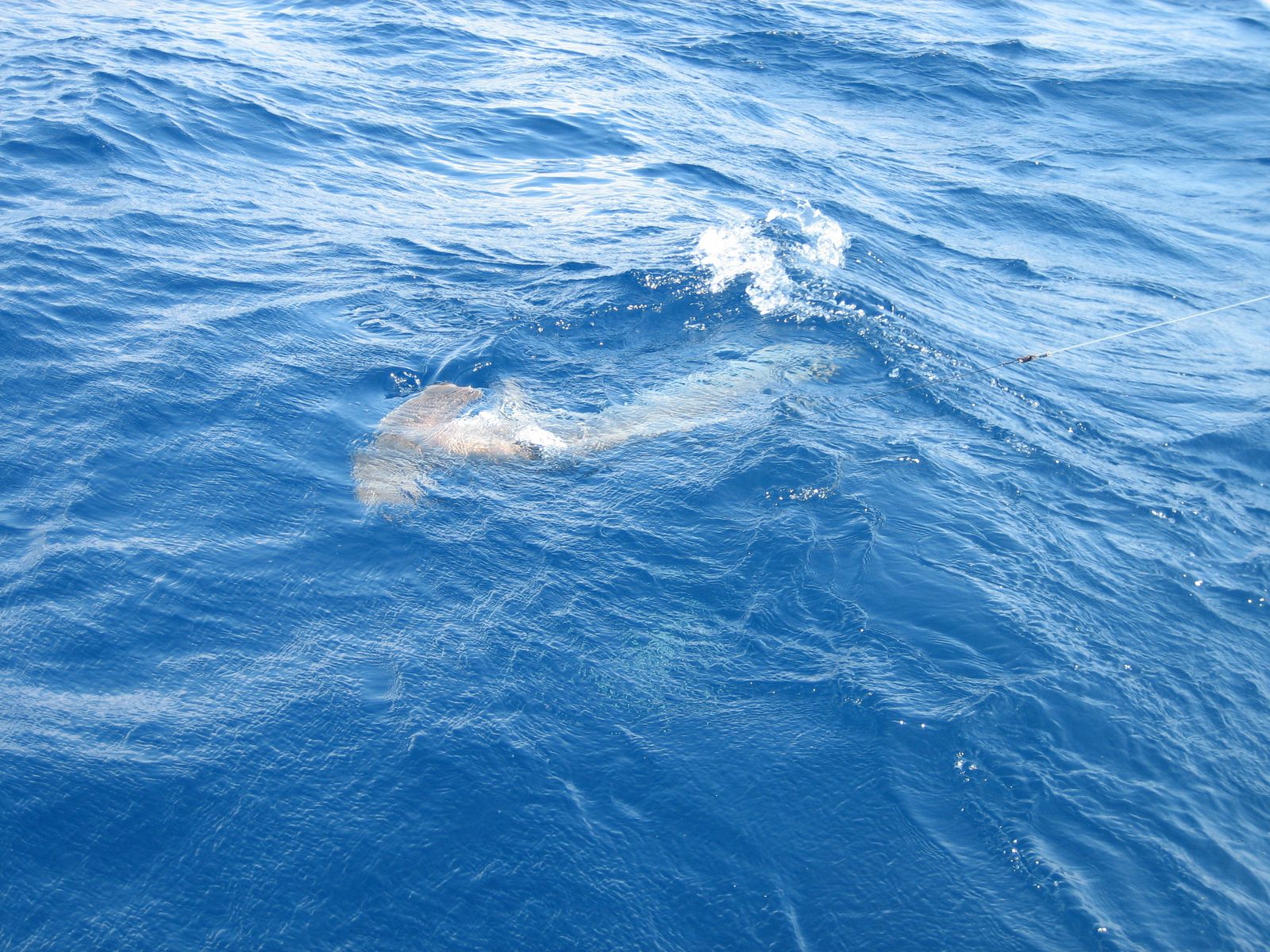 Er, make that shark-hauling