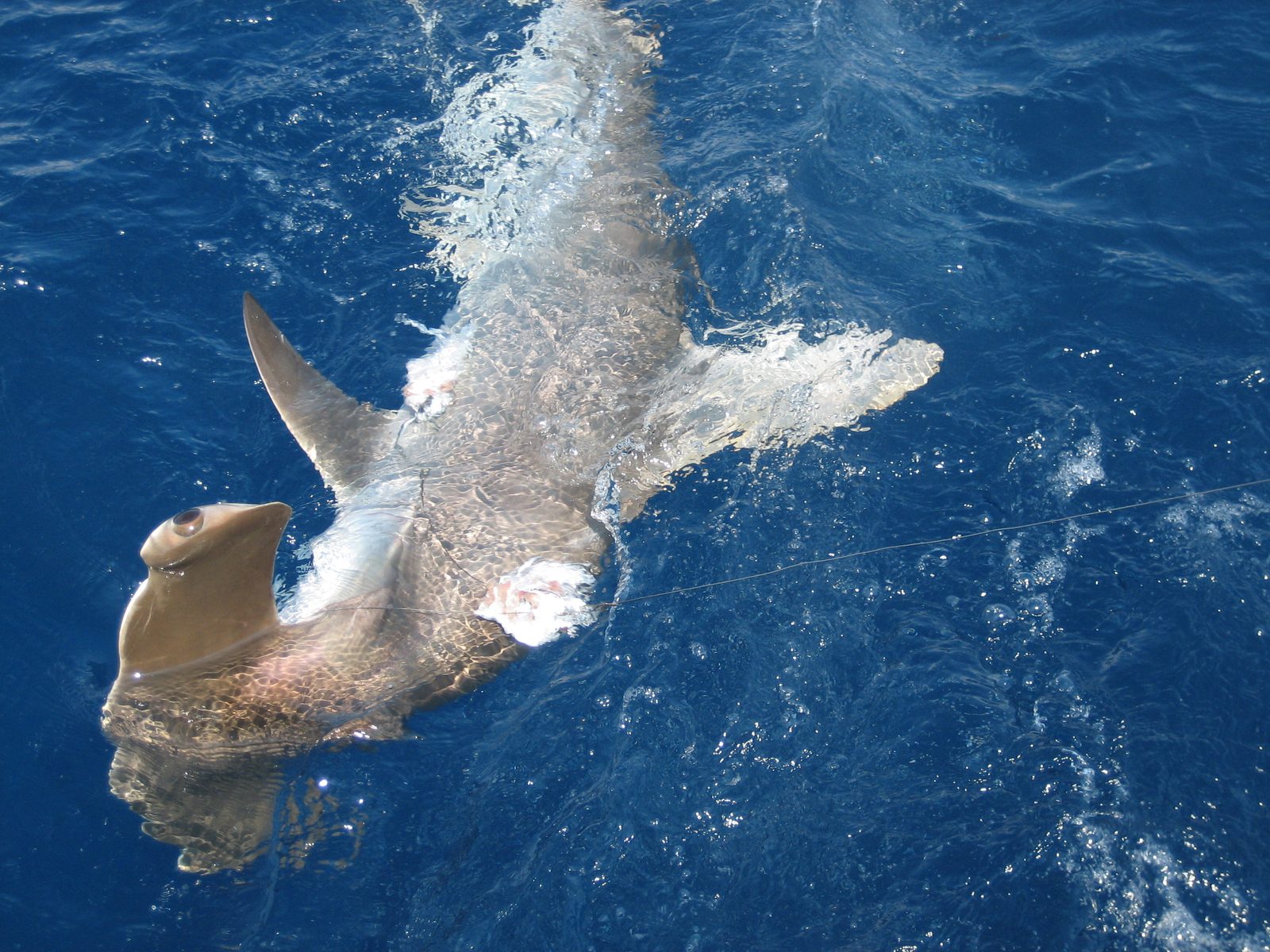 Hello Mr. Hammerhead