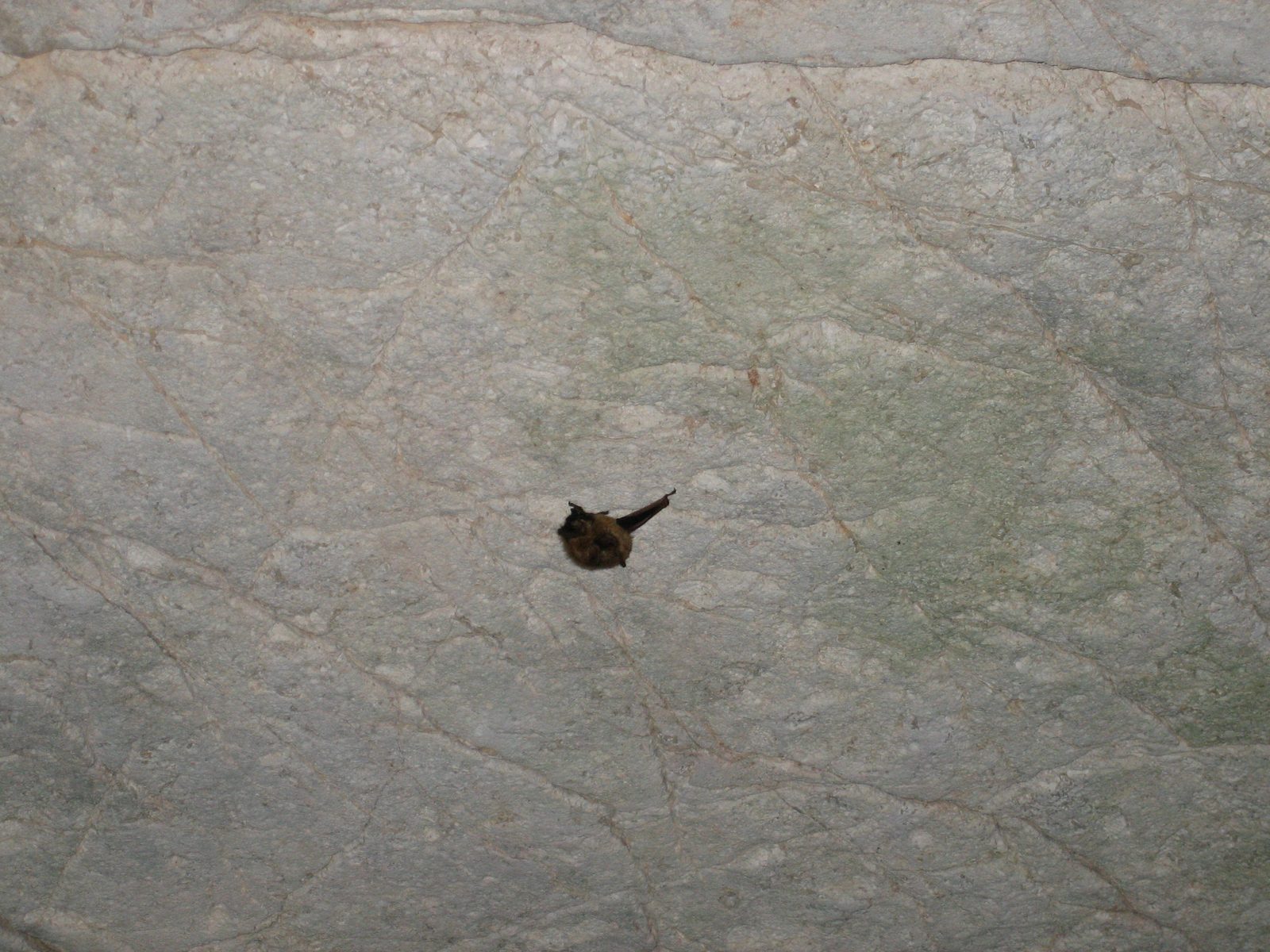 Little bitty bat on the cave ceiling