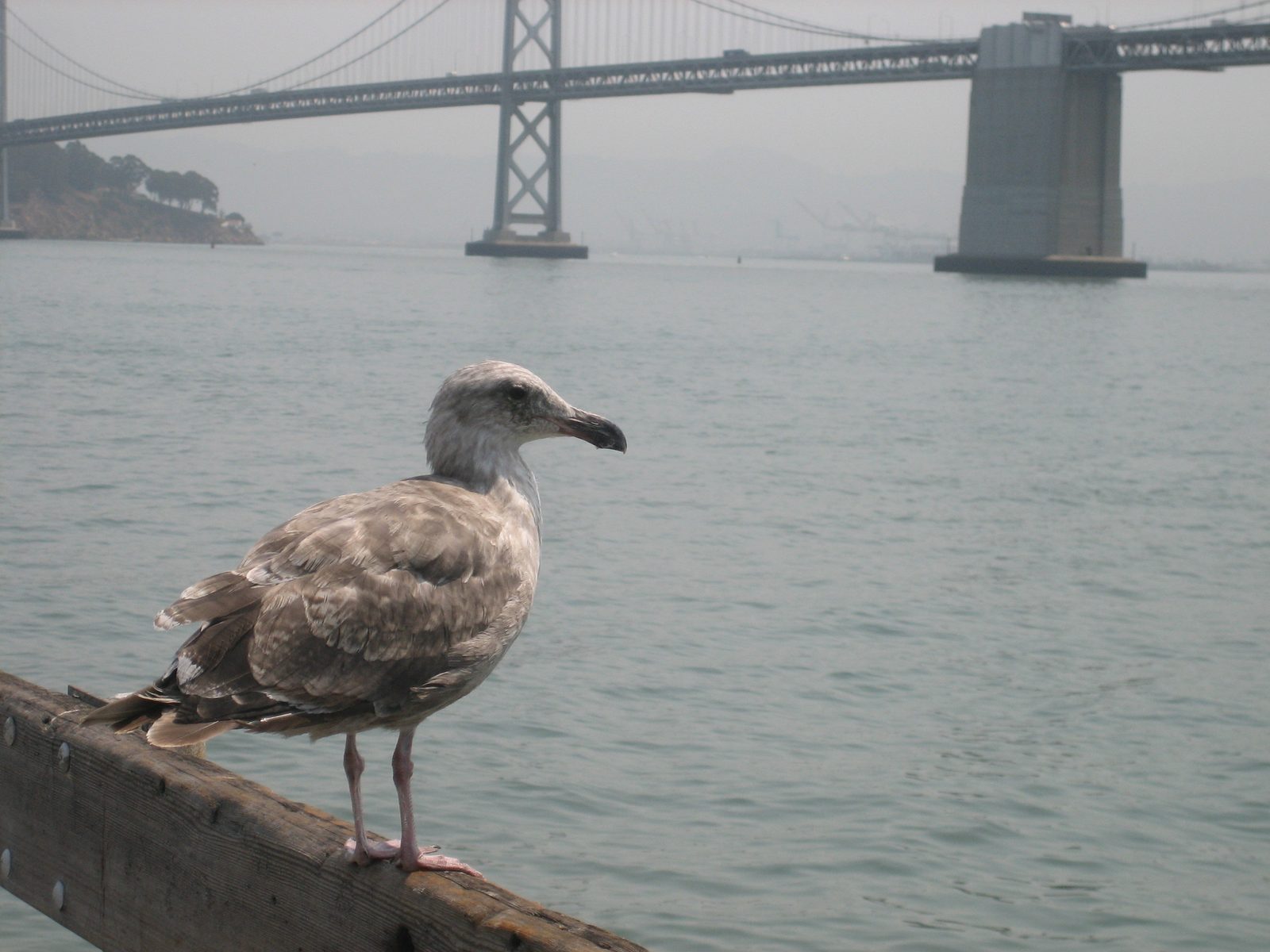 Local wildlife.