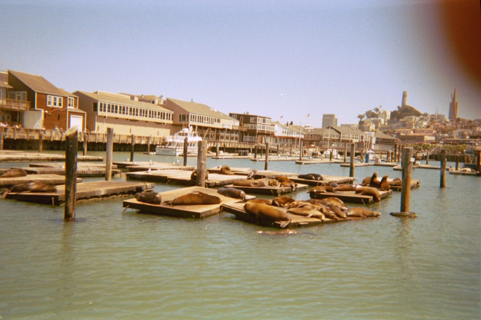 Arr arr arr!  I heart sea lions.  Man, disposable cameras make for terrible pictures.