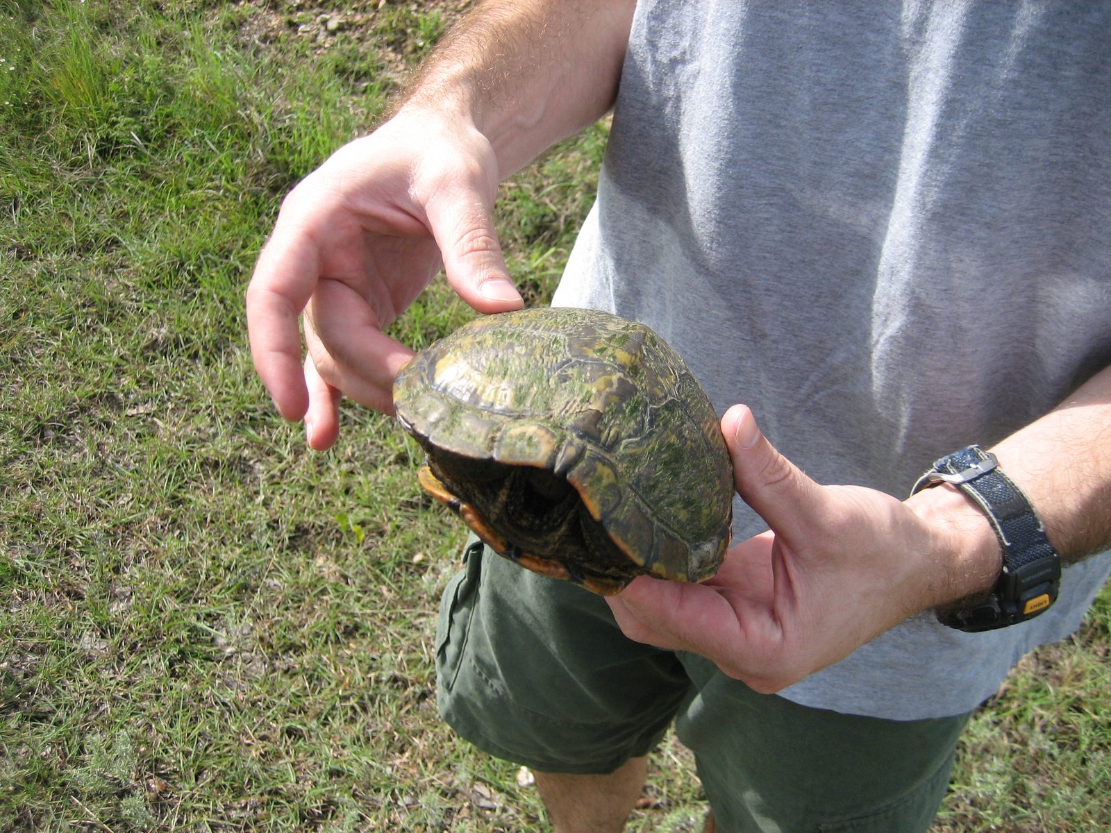 We found a turtle attempting to wander across the (three lane, high-speed) road.  So, we helped...