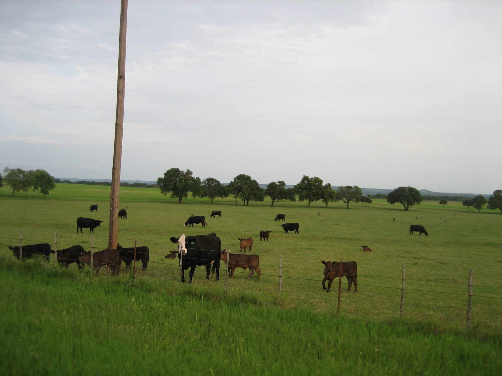 Mooooo.