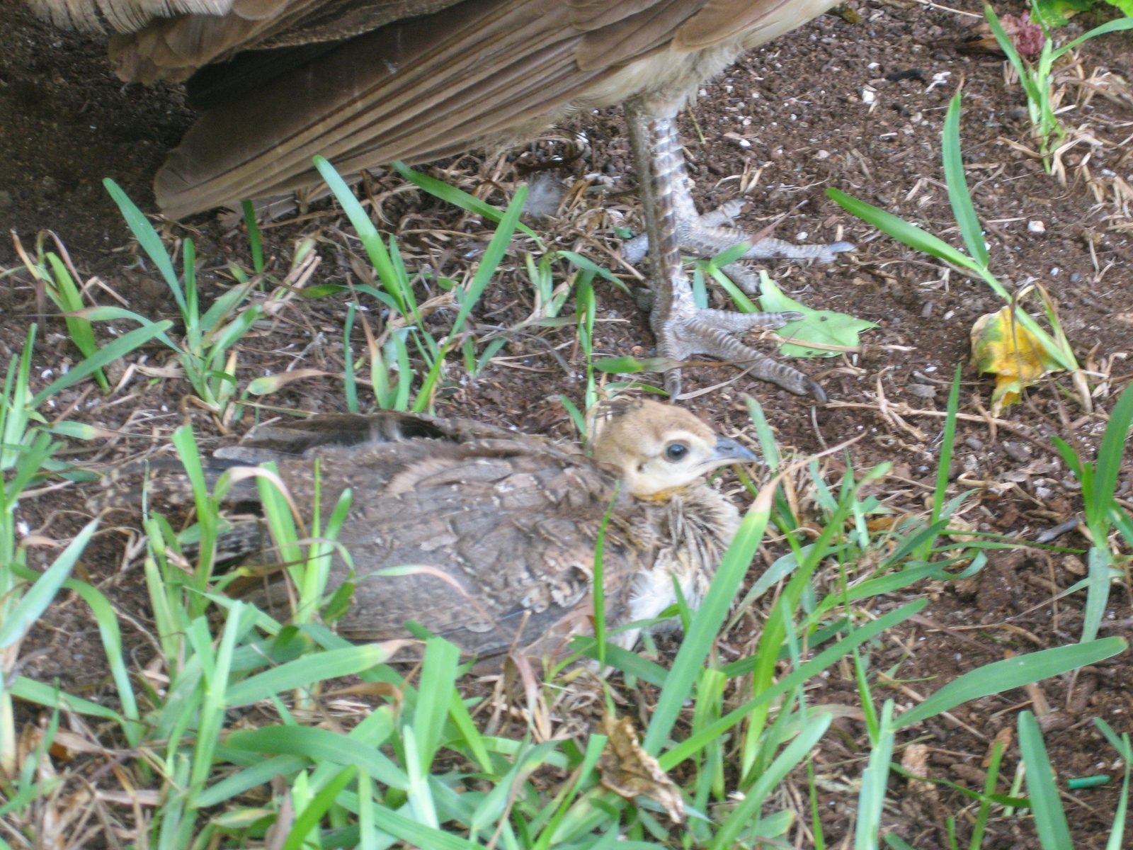 Did I mention there were two baby peacocks hopping around?  One (this one) was older and had...