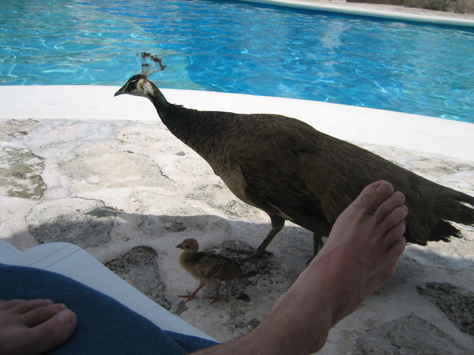I believe this was the little fluff of a peacock.  They wandered everywhere through the pool...