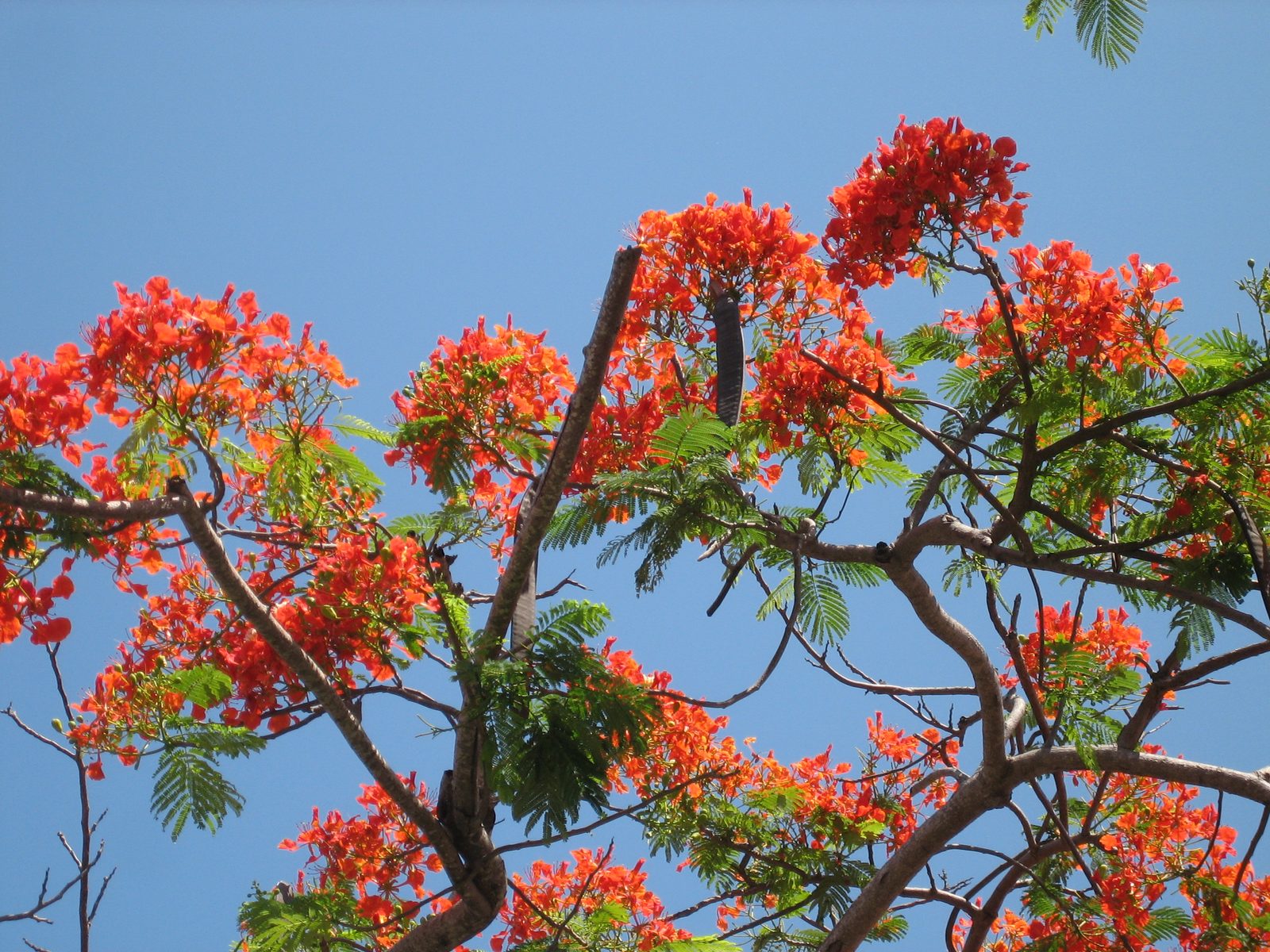 A fun flowering tree in Cancun Centro.  Mom thinks it's a mimosa.