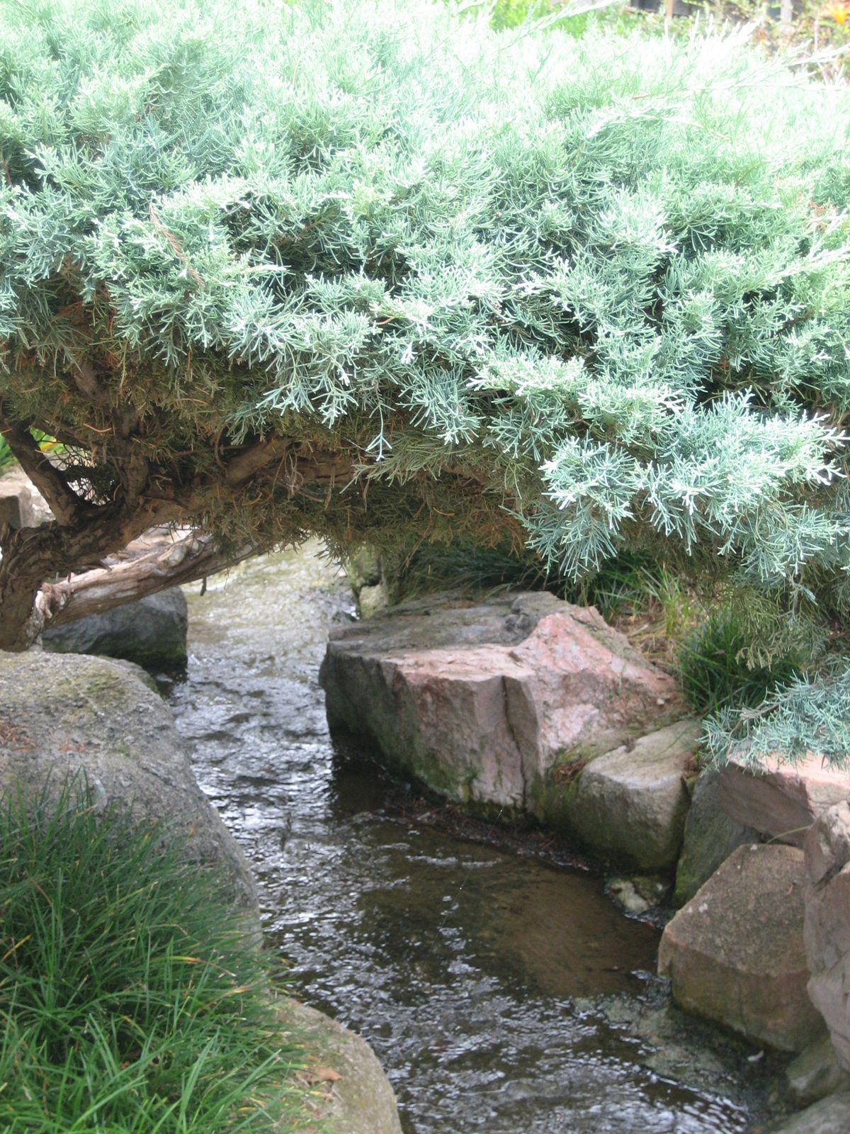 In the Japanese Garden of Peace at the National Museum of the Pacific War (Fredericksburg, TX).