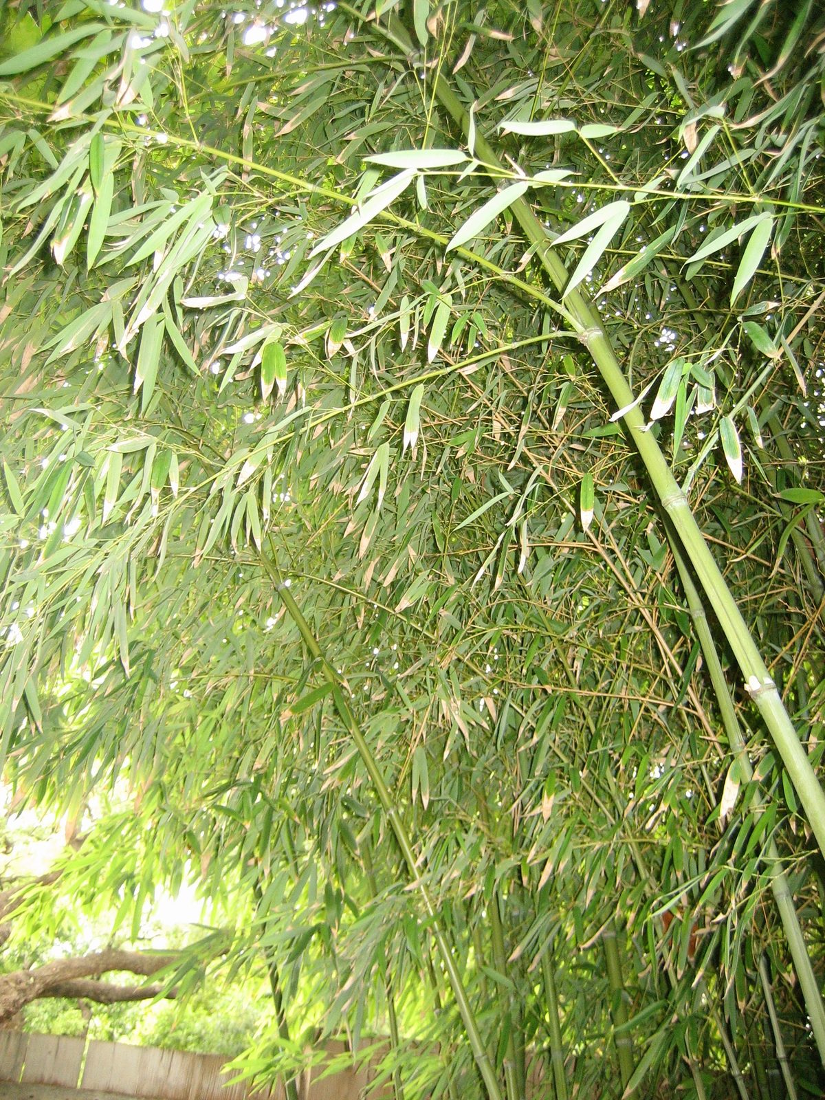 Pretty bamboo.
