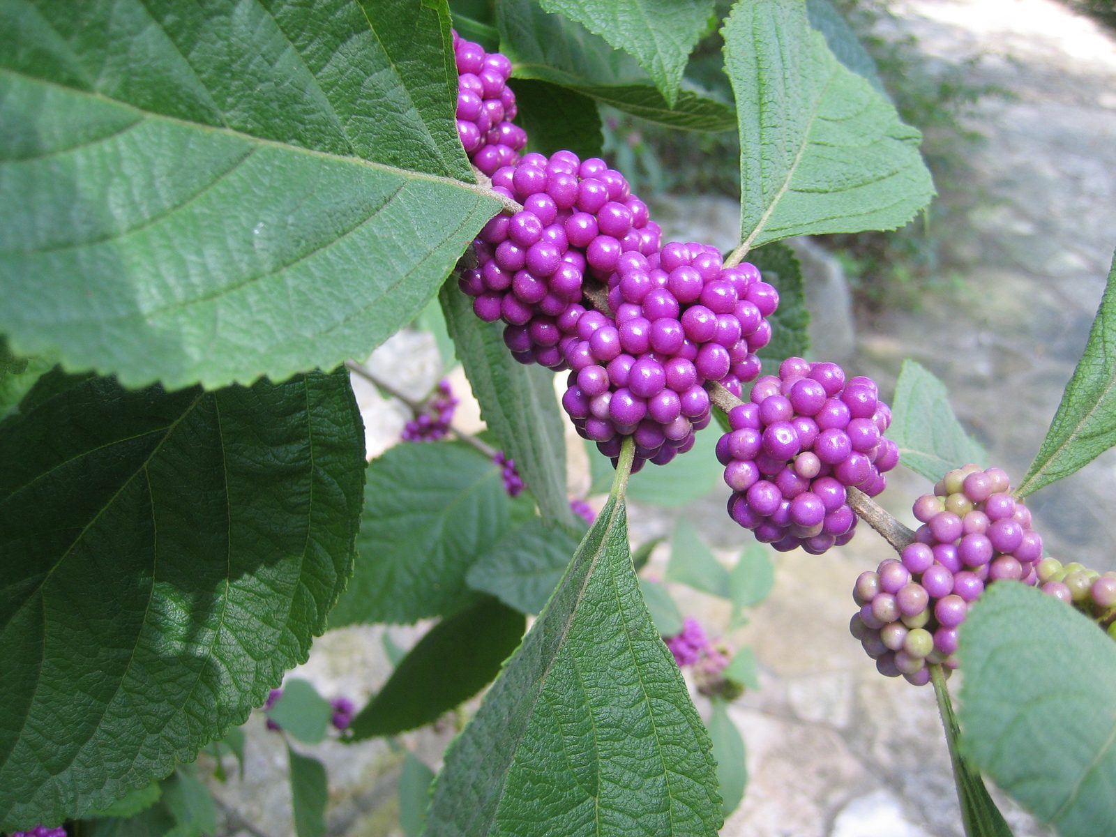 American Beautyberry.