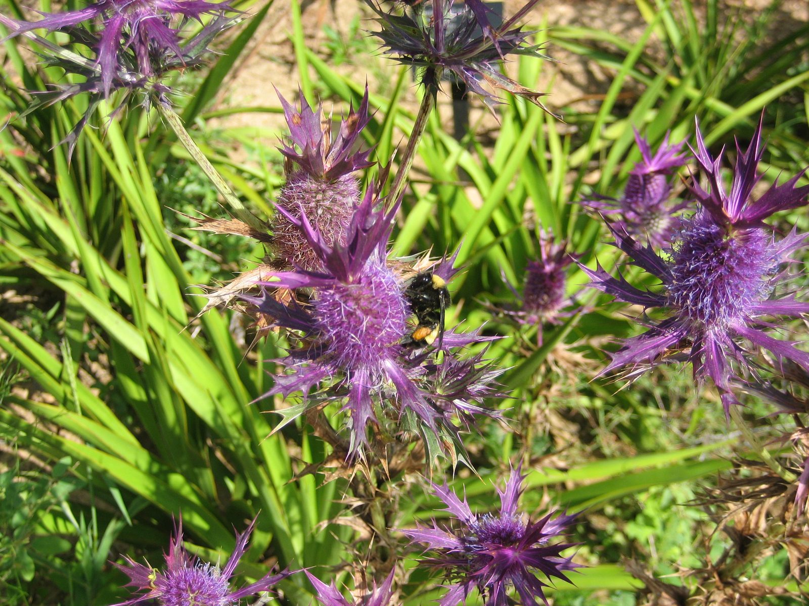 Thistles, I believe.