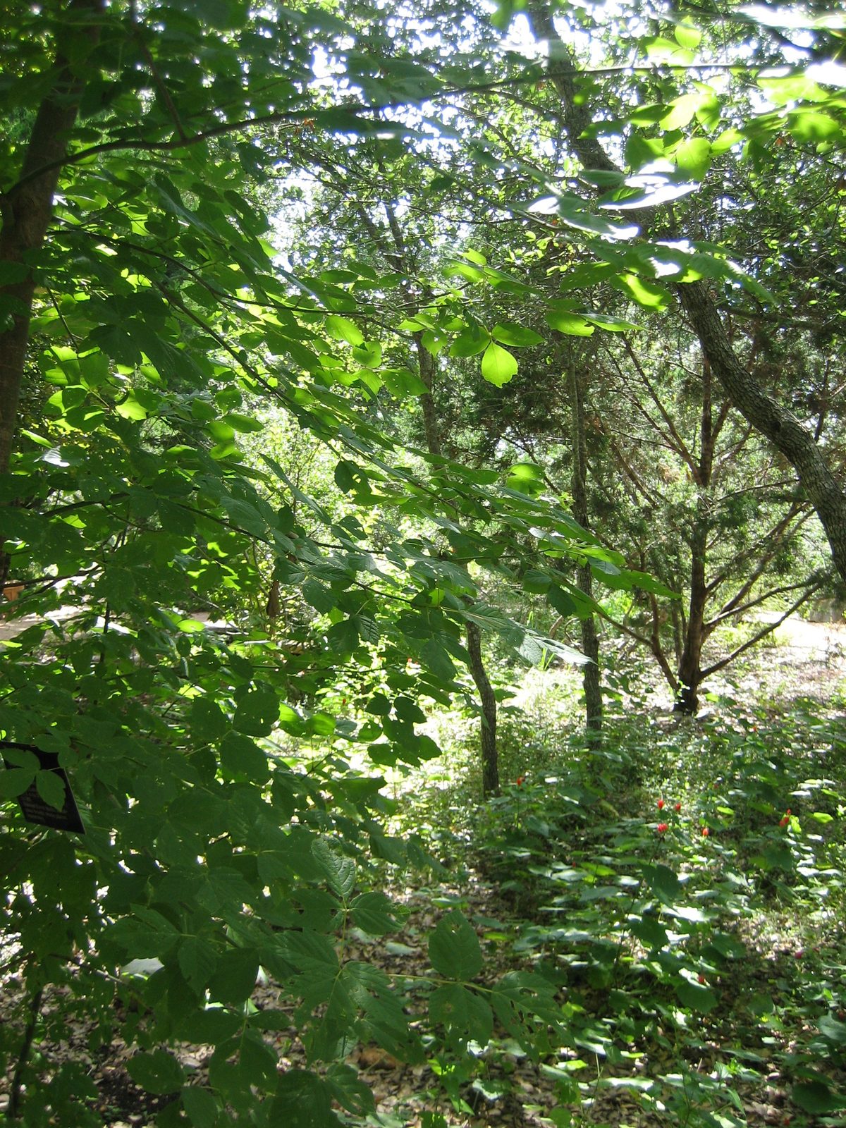 The Wildflower Center was quite green and peaceful, if hot, even in the morning.