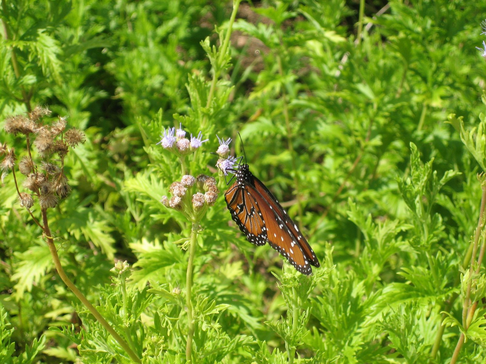 Butterfly!  I really like the macro setting on my camera.