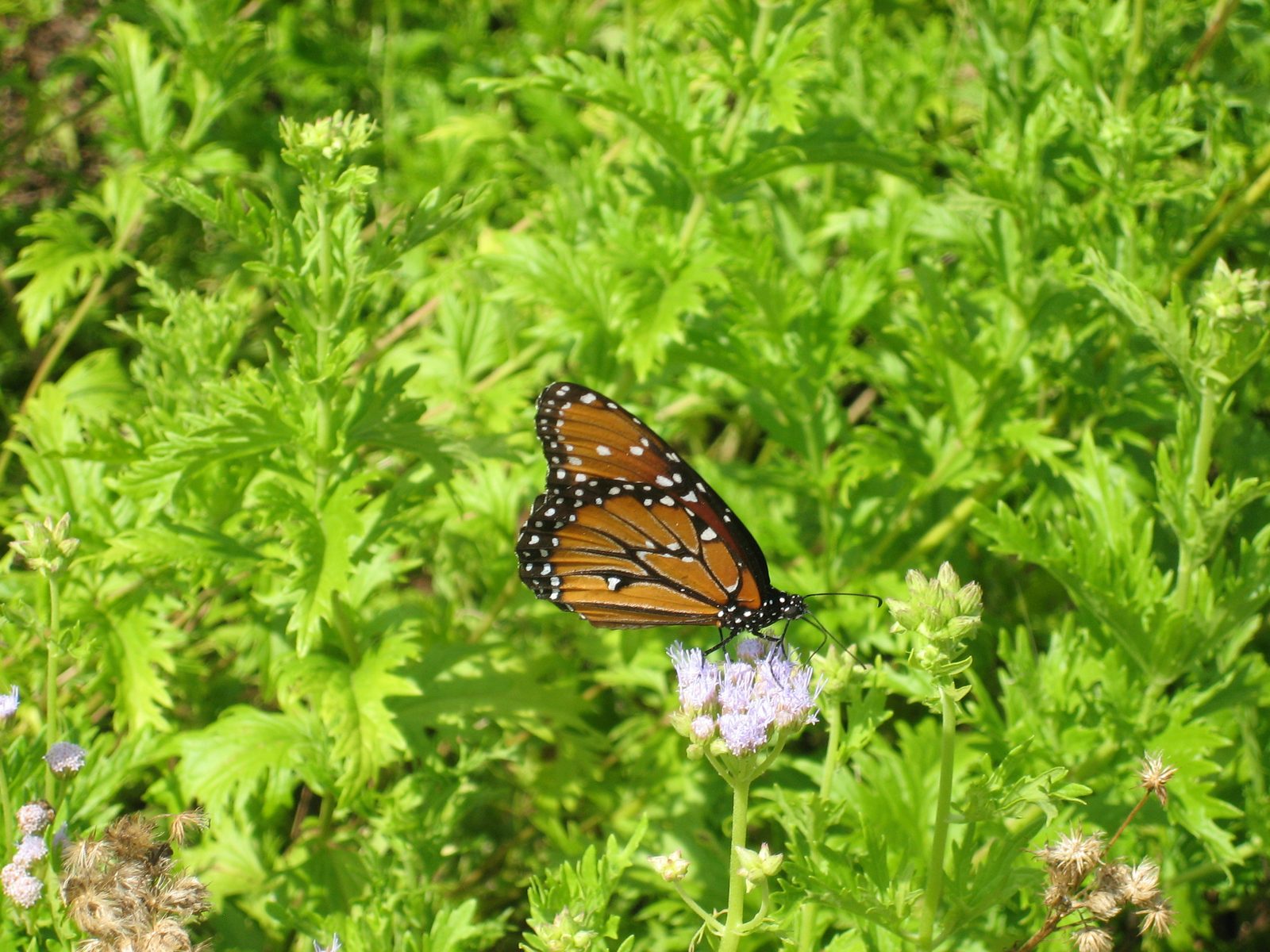 Another butterfly.