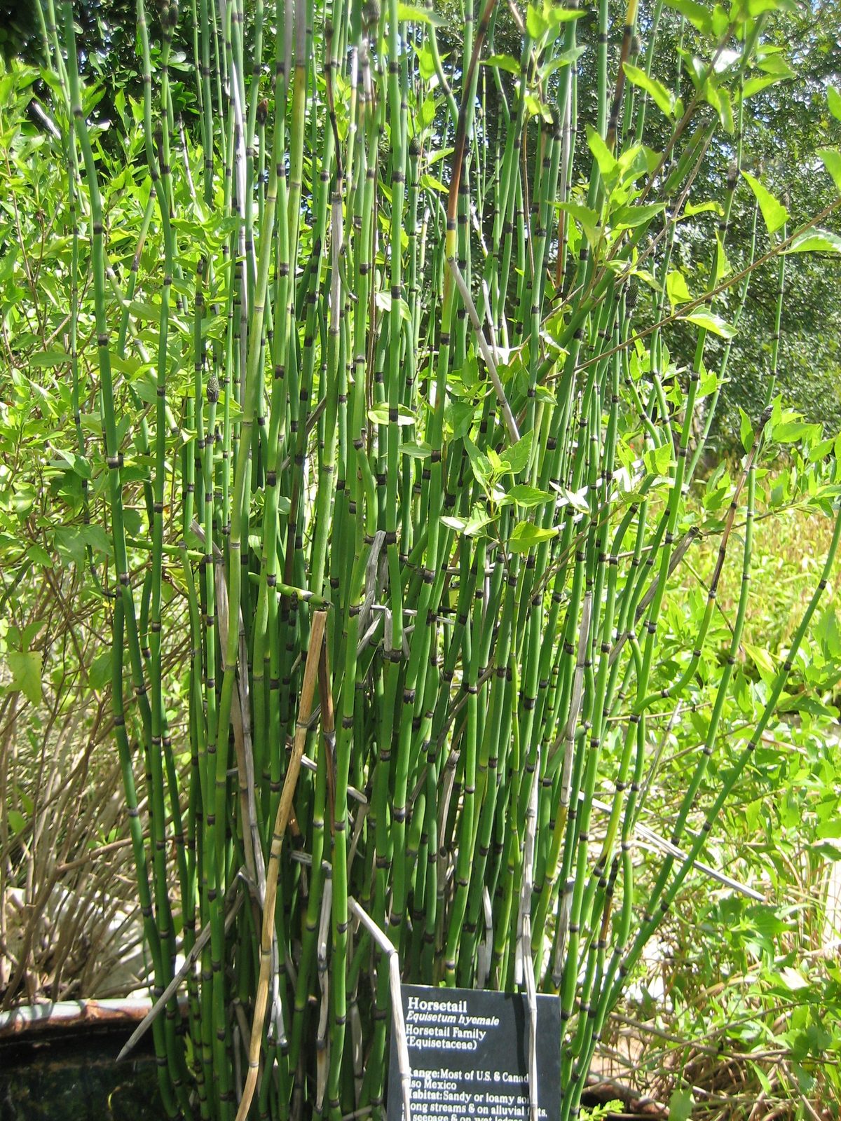 Horsetail, which appeared to be a type of bamboo.