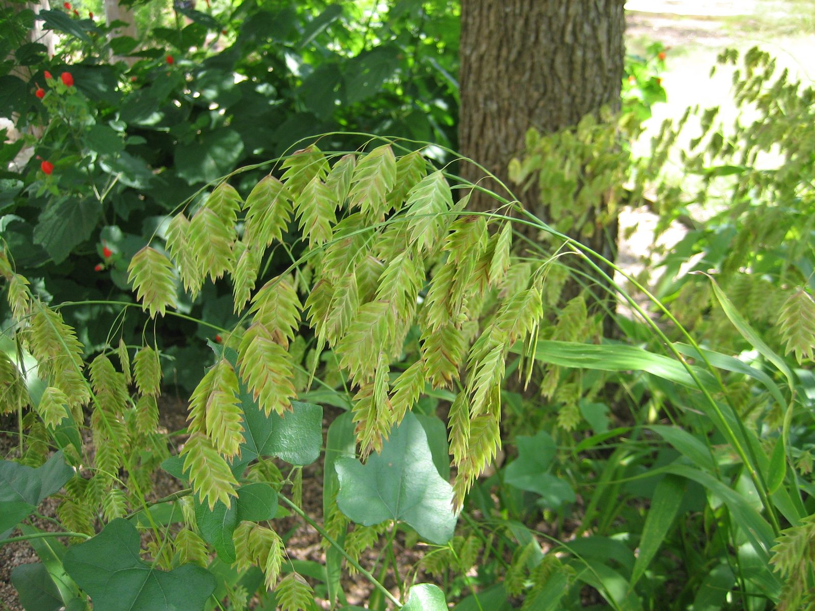 A type of oat, I believe, though I can't remember the name.