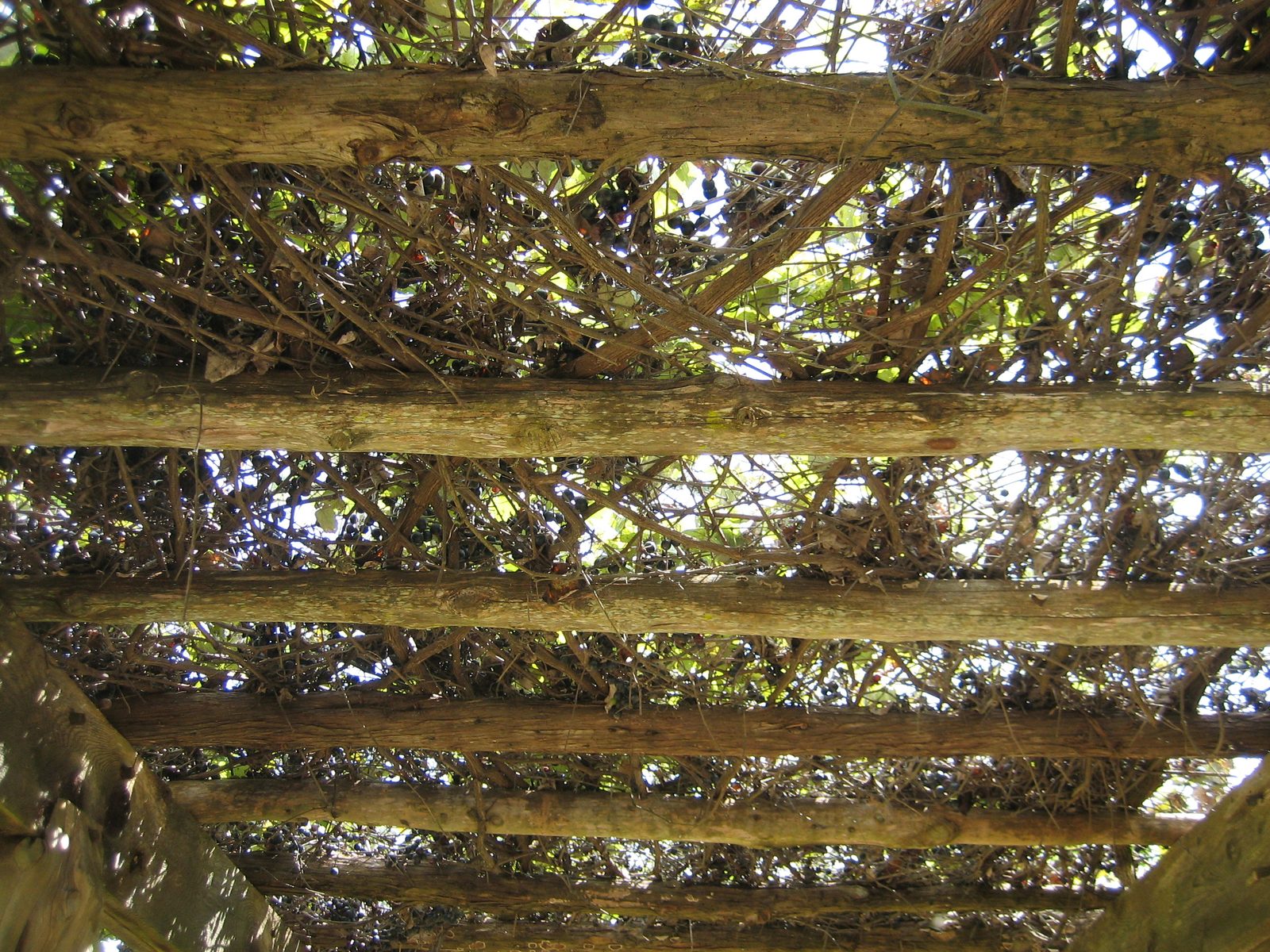 Looking up at the covering on the walkway.